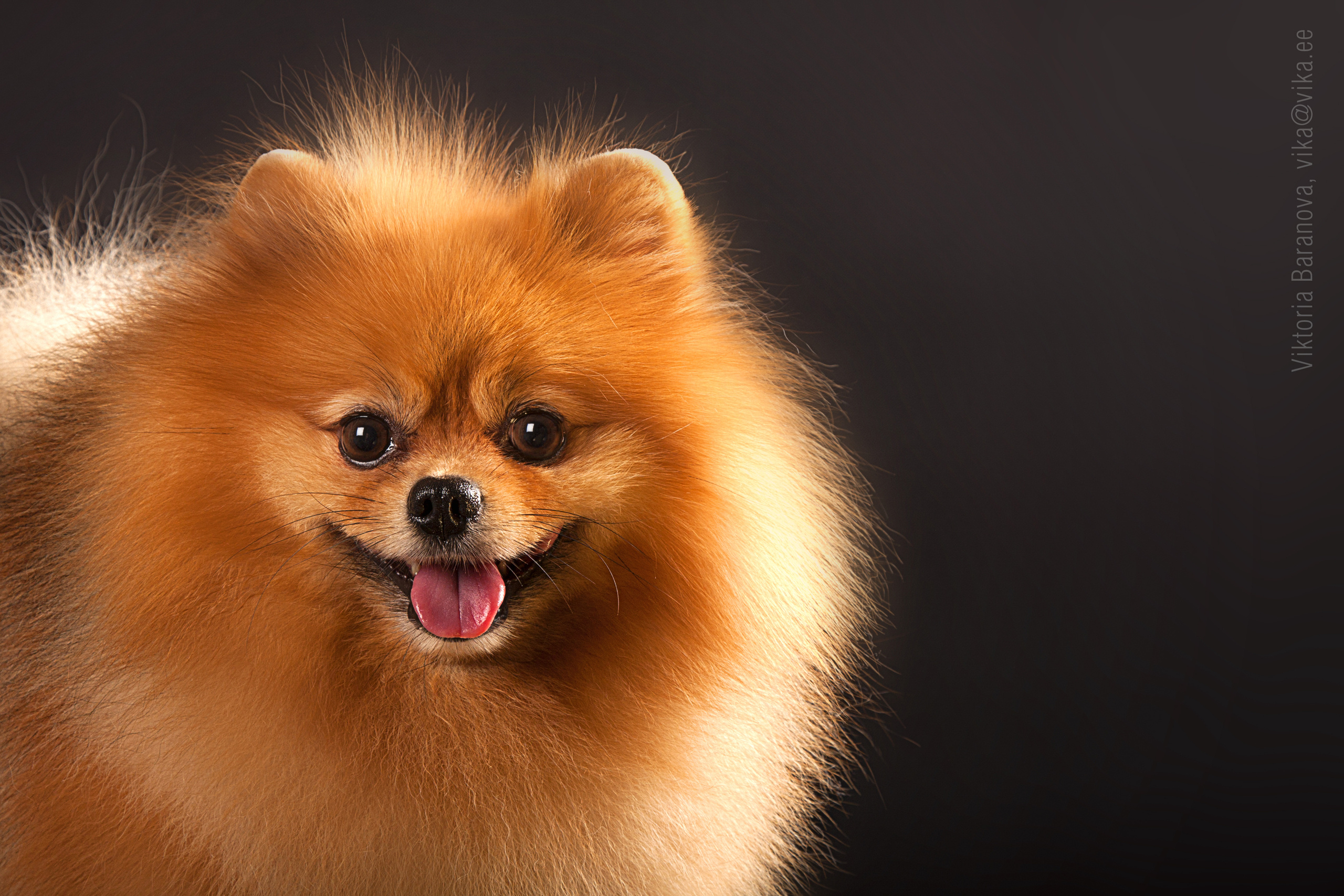 Jonni. Фотограф в Таллине Виктория Баранова |фотосессии и обучение / Photographer Viktoria Baranova