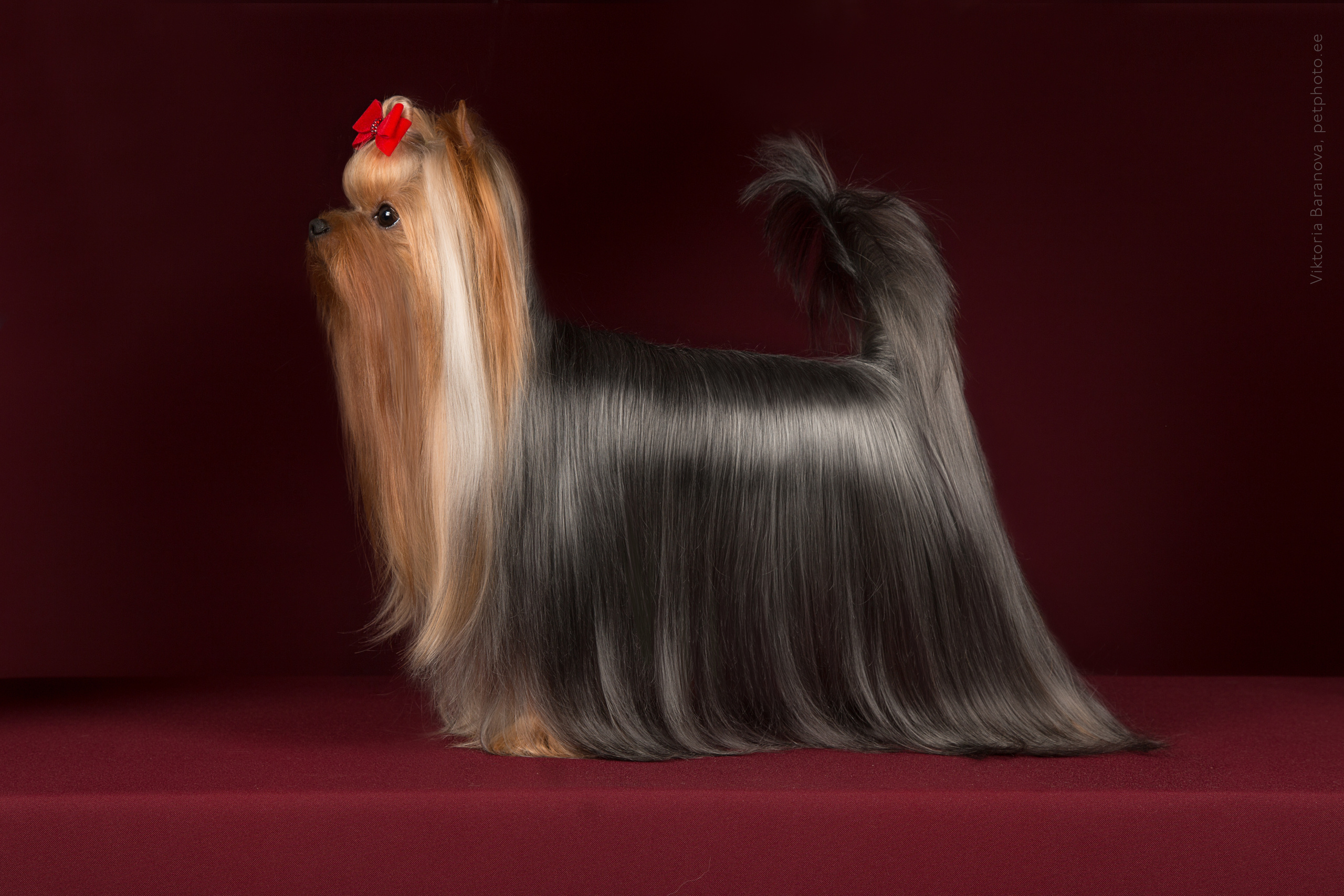 Chin-chin (9 фото). Фотограф в Таллине Виктория Баранова |фотосессии и обучение / Photographer Viktoria Baranova