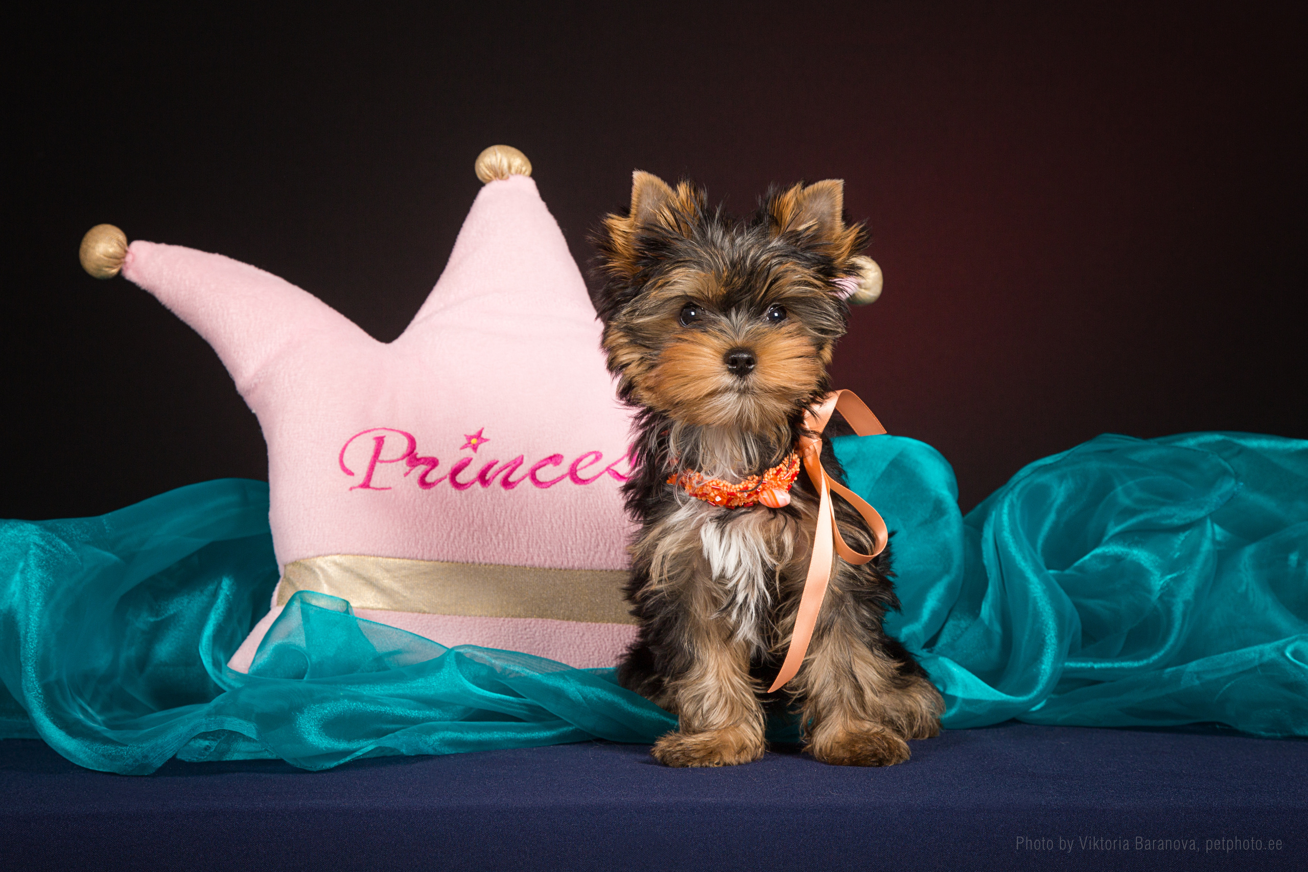 Yorkshire terrier (7 фото). Фотограф в Таллине Виктория Баранова |фотосессии и обучение / Photographer Viktoria Baranova