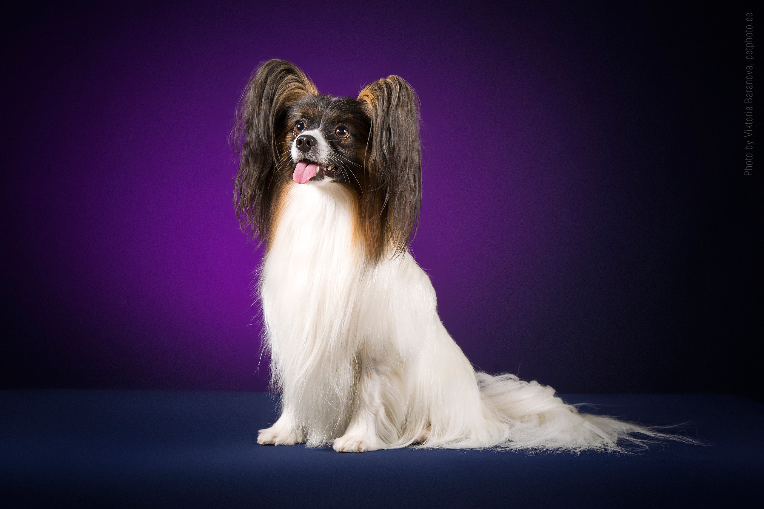 Domin. Фотограф в Таллине Виктория Баранова |фотосессии и обучение / Photographer Viktoria Baranova