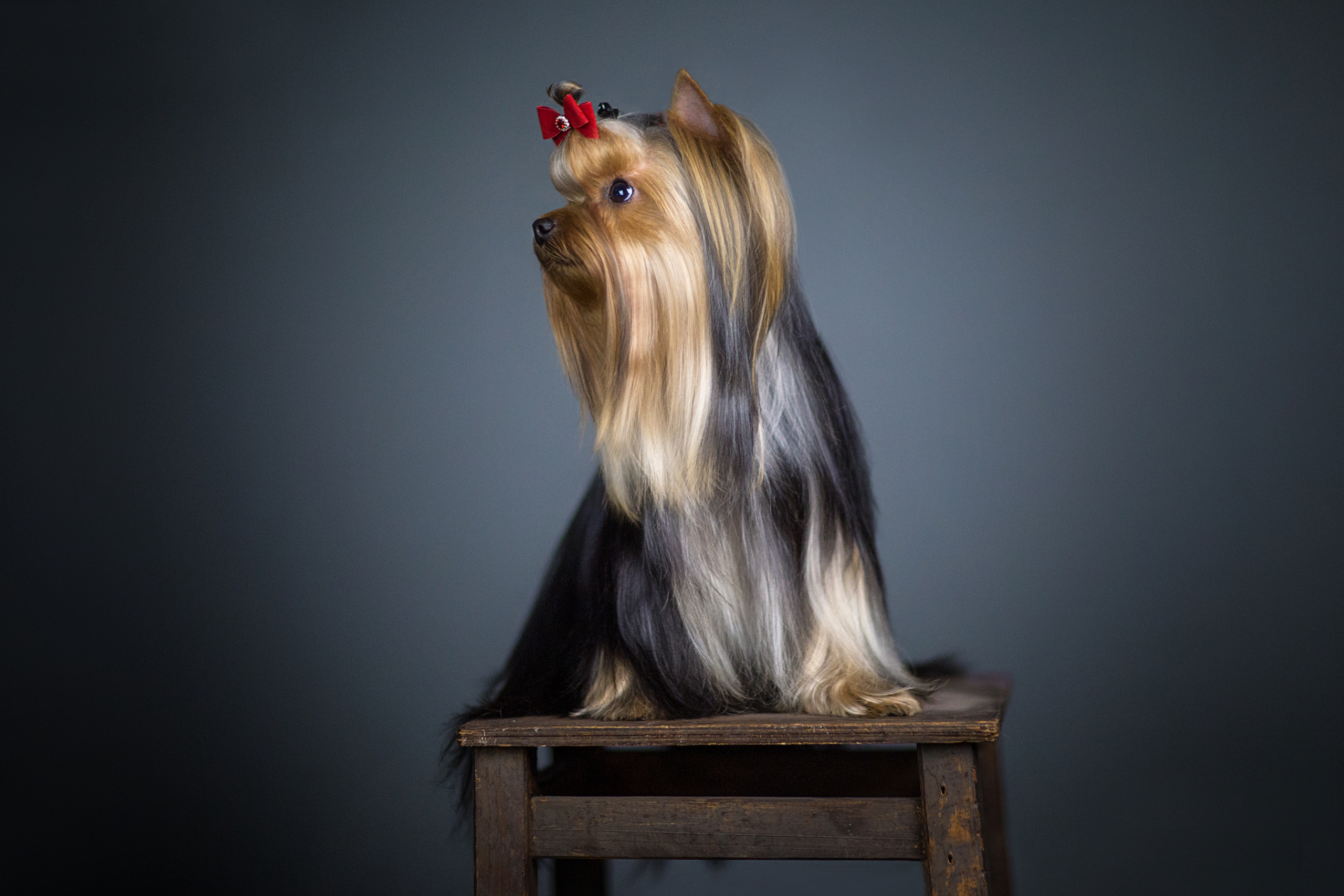 Irina Goifman (14 фото). Фотограф в Таллине Виктория Баранова |фотосессии и обучение / Photographer Viktoria Baranova