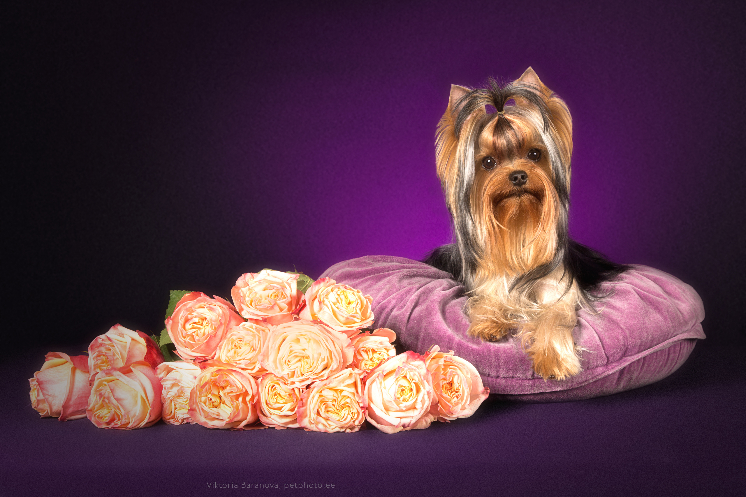 Mishel (9 фото). Фотограф в Таллине Виктория Баранова |фотосессии и обучение / Photographer Viktoria Baranova