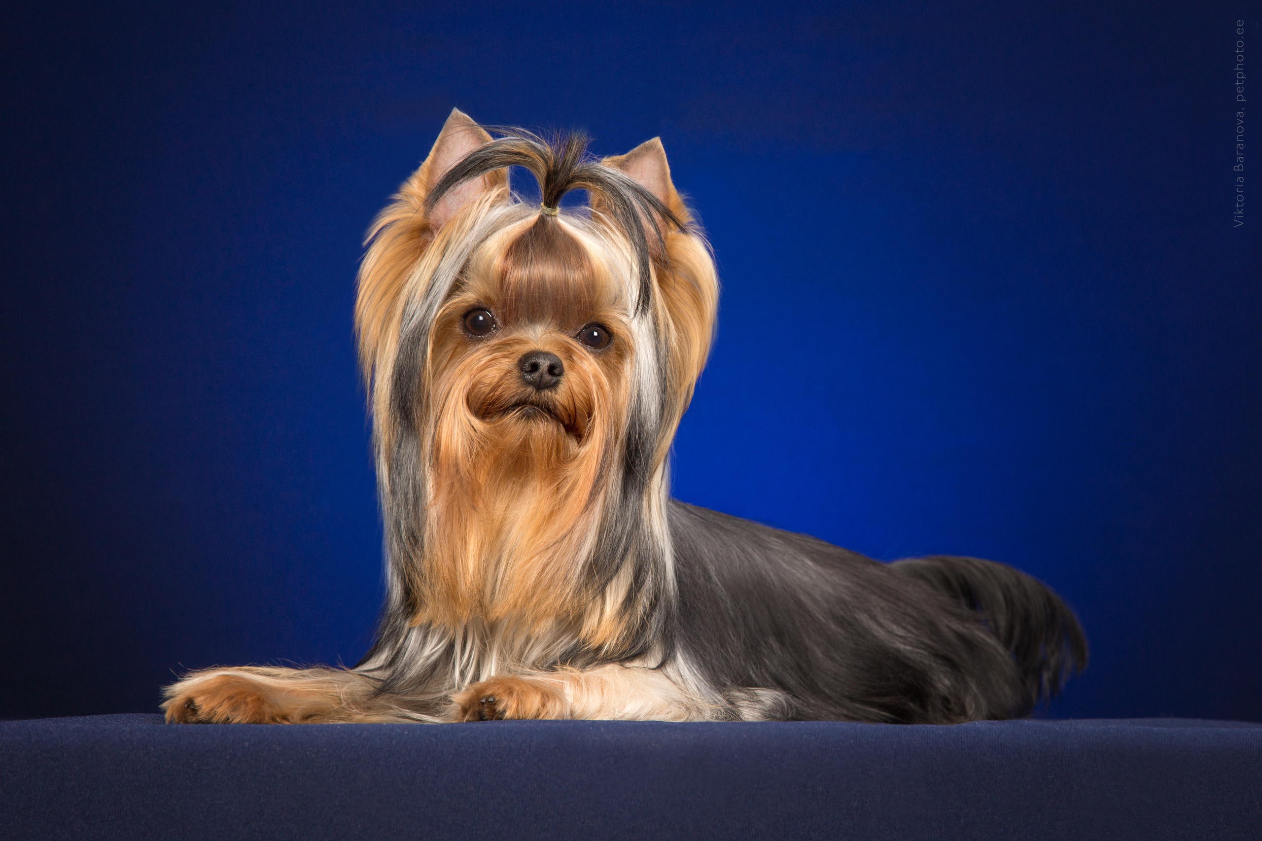 Mishel (9 фото). Фотограф в Таллине Виктория Баранова |фотосессии и обучение / Photographer Viktoria Baranova