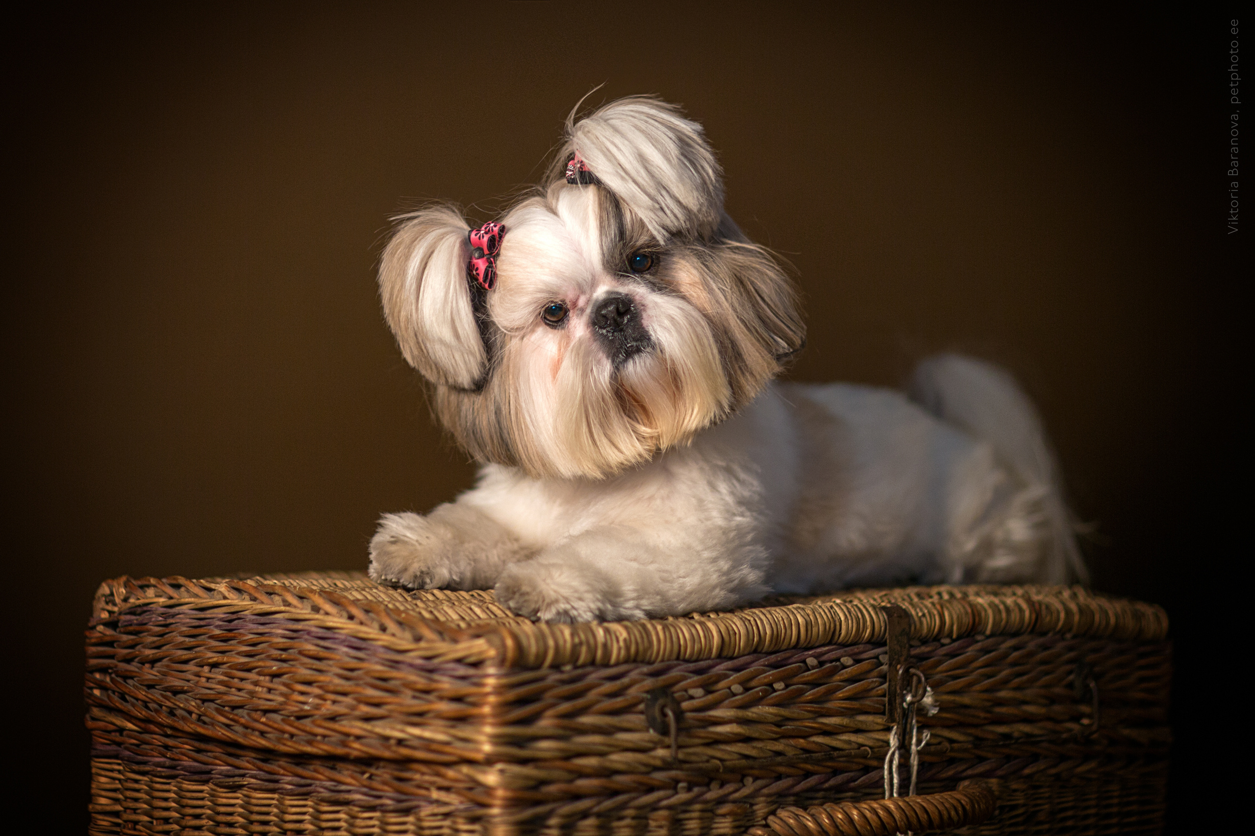 Ponchik and Chak (8 фото). Фотограф в Таллине Виктория Баранова |фотосессии и обучение / Photographer Viktoria Baranova
