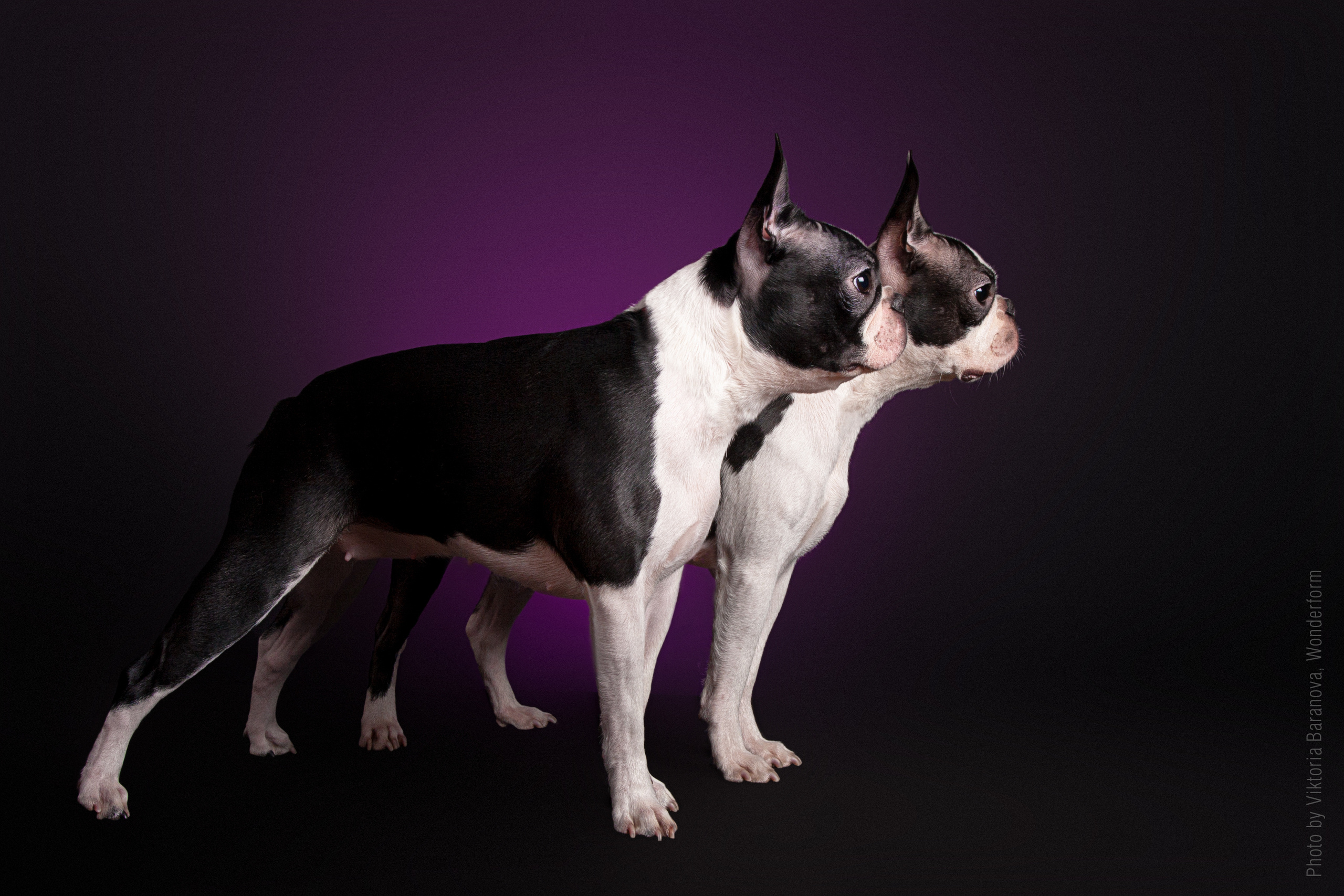 Boston. Фотограф в Таллине Виктория Баранова |фотосессии и обучение / Photographer Viktoria Baranova