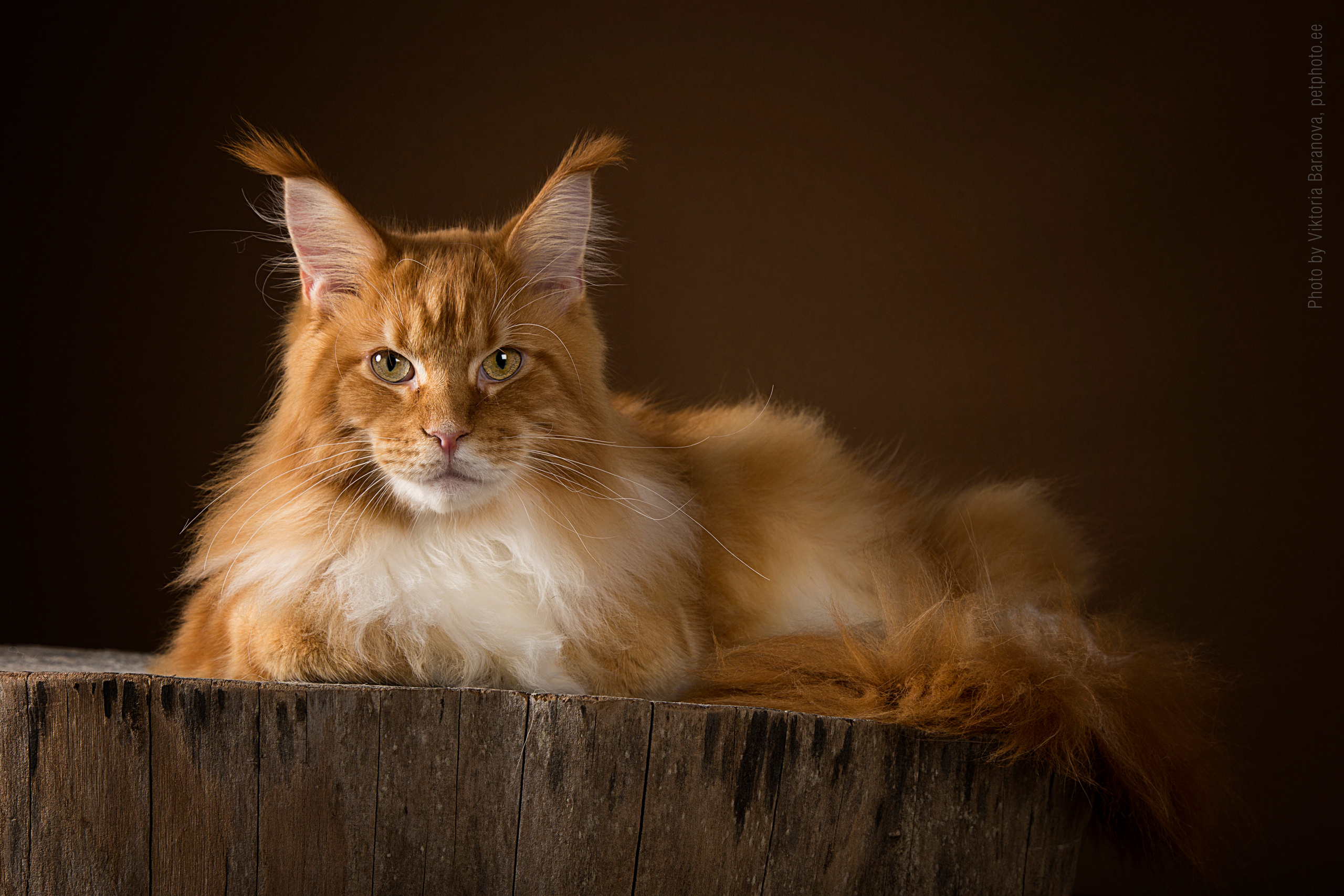 Hercules (10 фото). Фотограф в Таллине Виктория Баранова |фотосессии и обучение / Photographer Viktoria Baranova