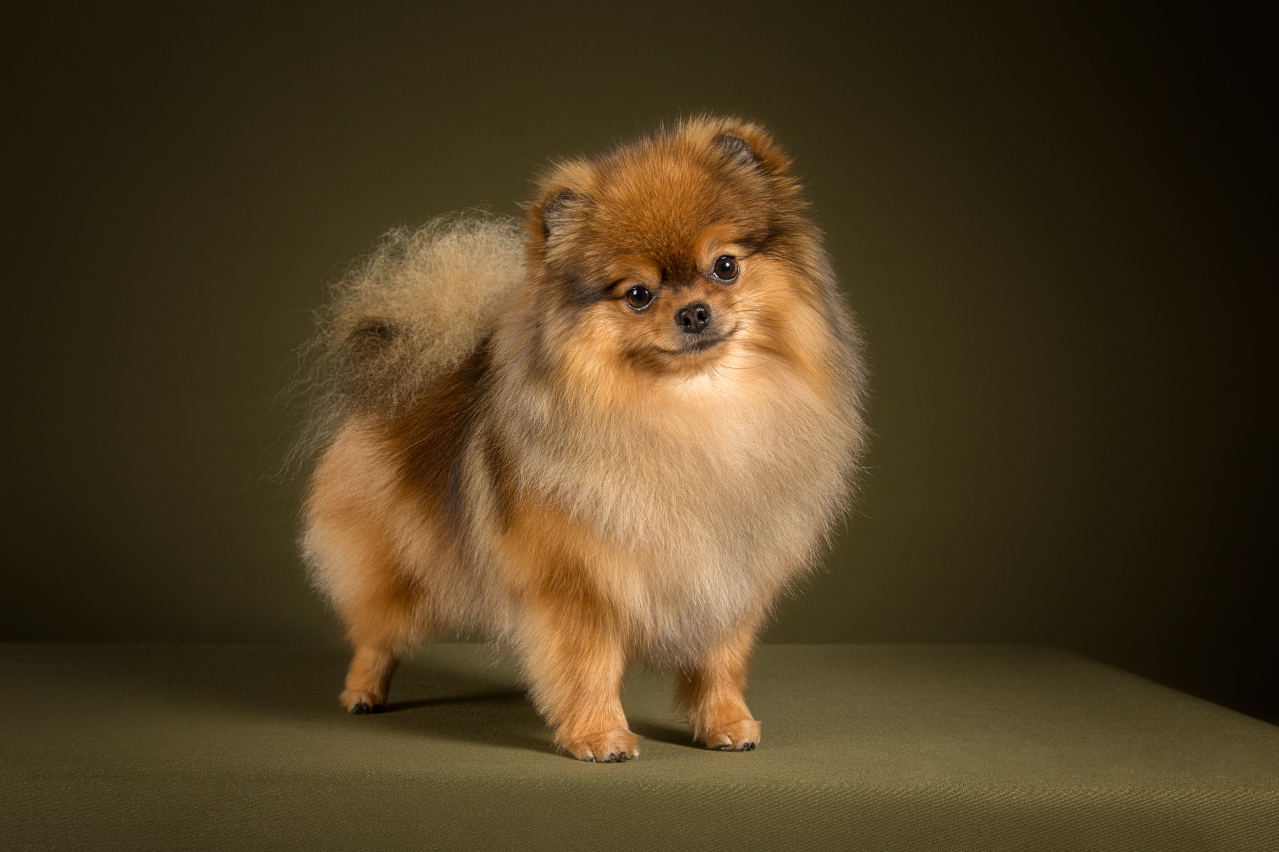 Sisi Blue (7 фото). Фотограф в Таллине Виктория Баранова |фотосессии и обучение / Photographer Viktoria Baranova