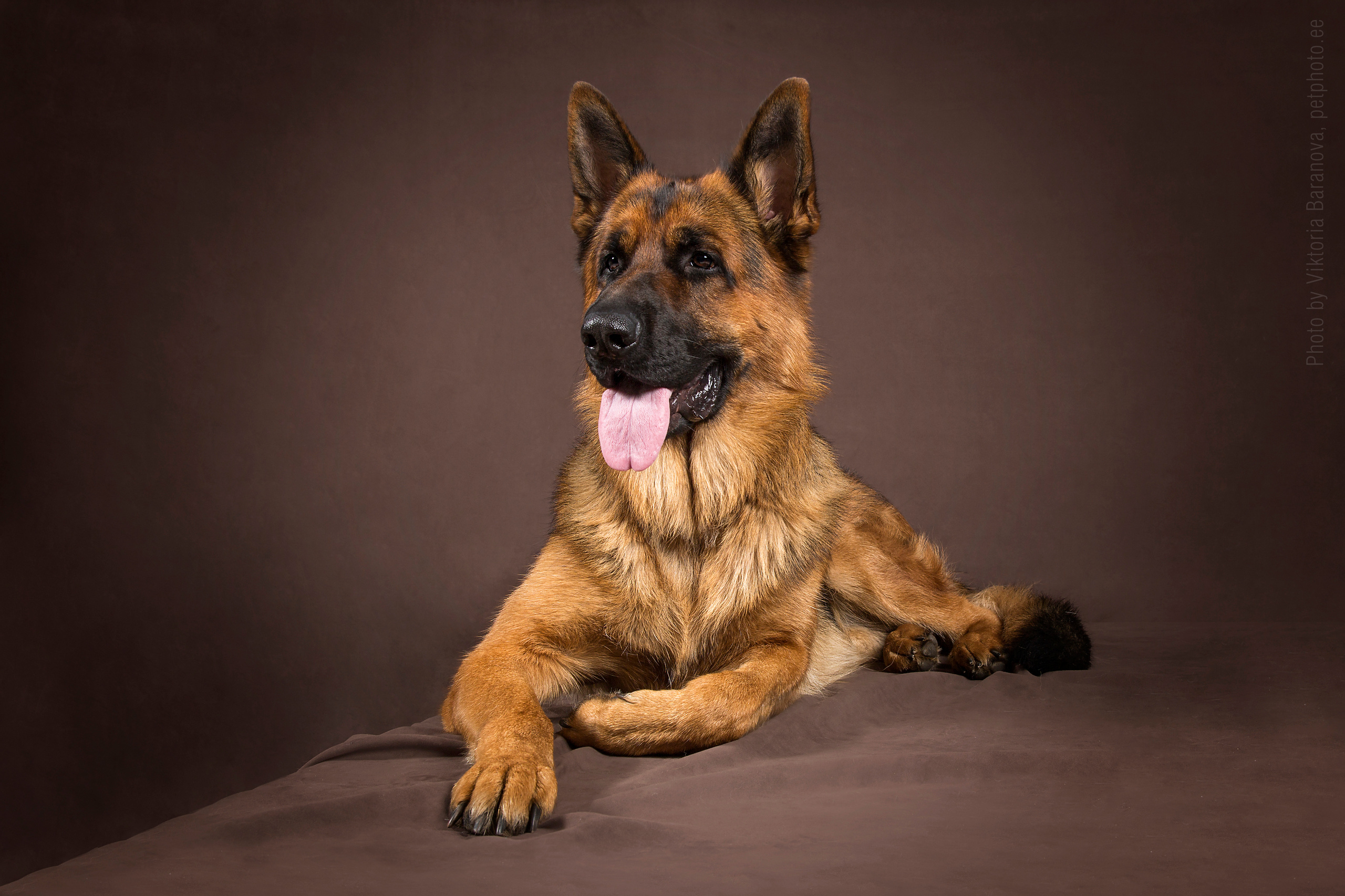 Shepherd dog. Фотограф в Таллине Виктория Баранова |фотосессии и обучение / Photographer Viktoria Baranova