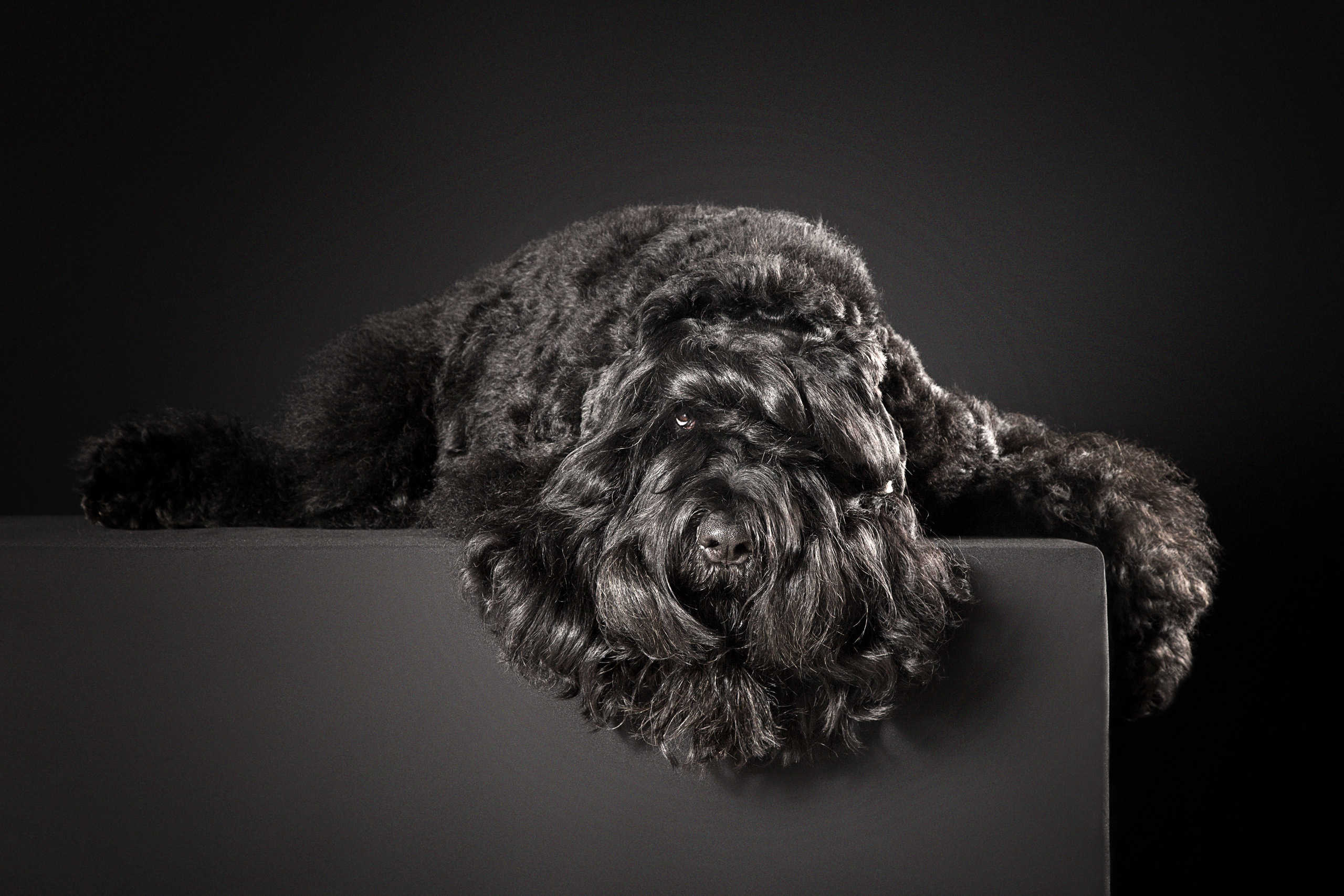 Russkiy Terrier (4 фото). Фотограф в Таллине Виктория Баранова |фотосессии и обучение / Photographer Viktoria Baranova