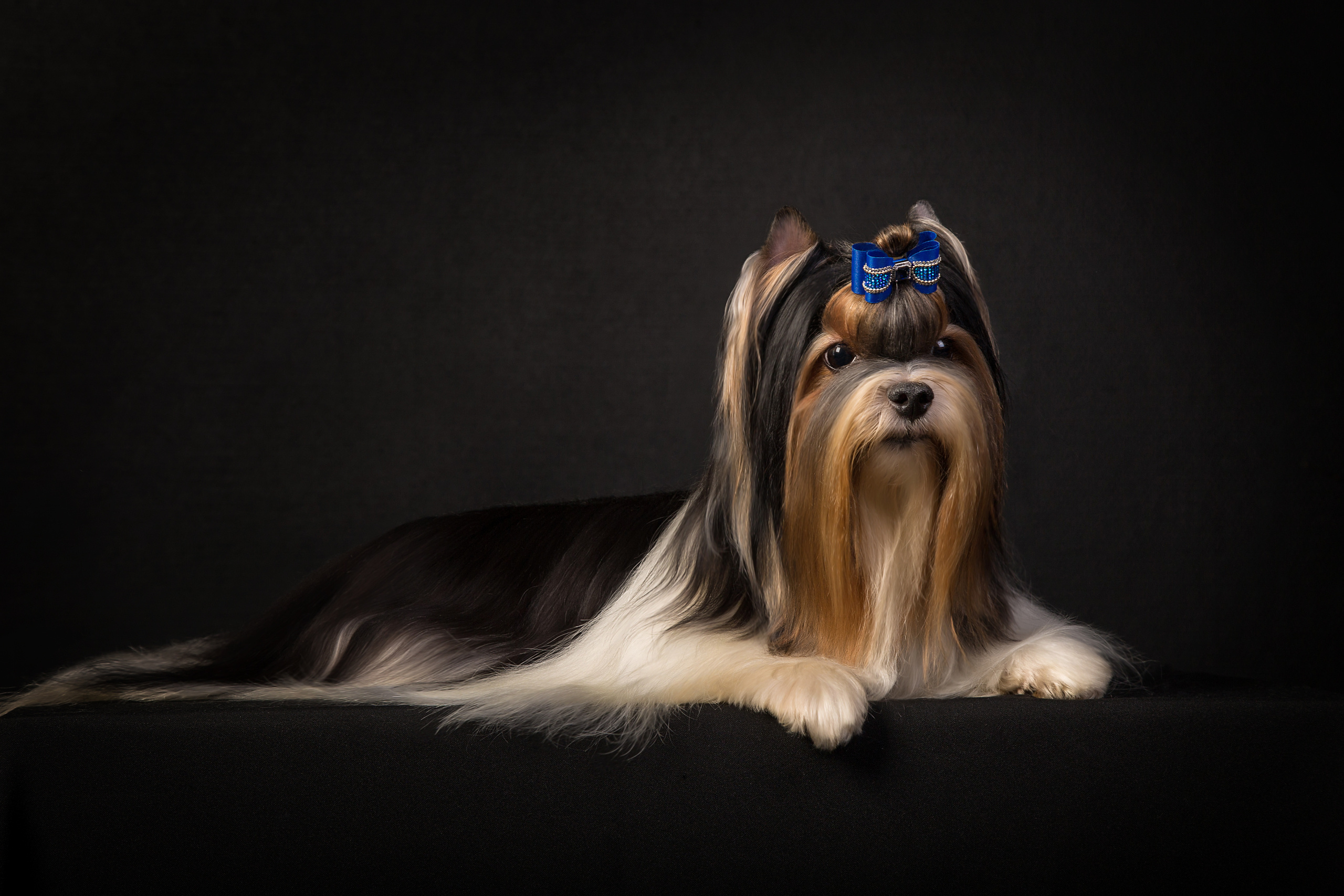 Biwer (5 фото). Фотограф в Таллине Виктория Баранова |фотосессии и обучение / Photographer Viktoria Baranova