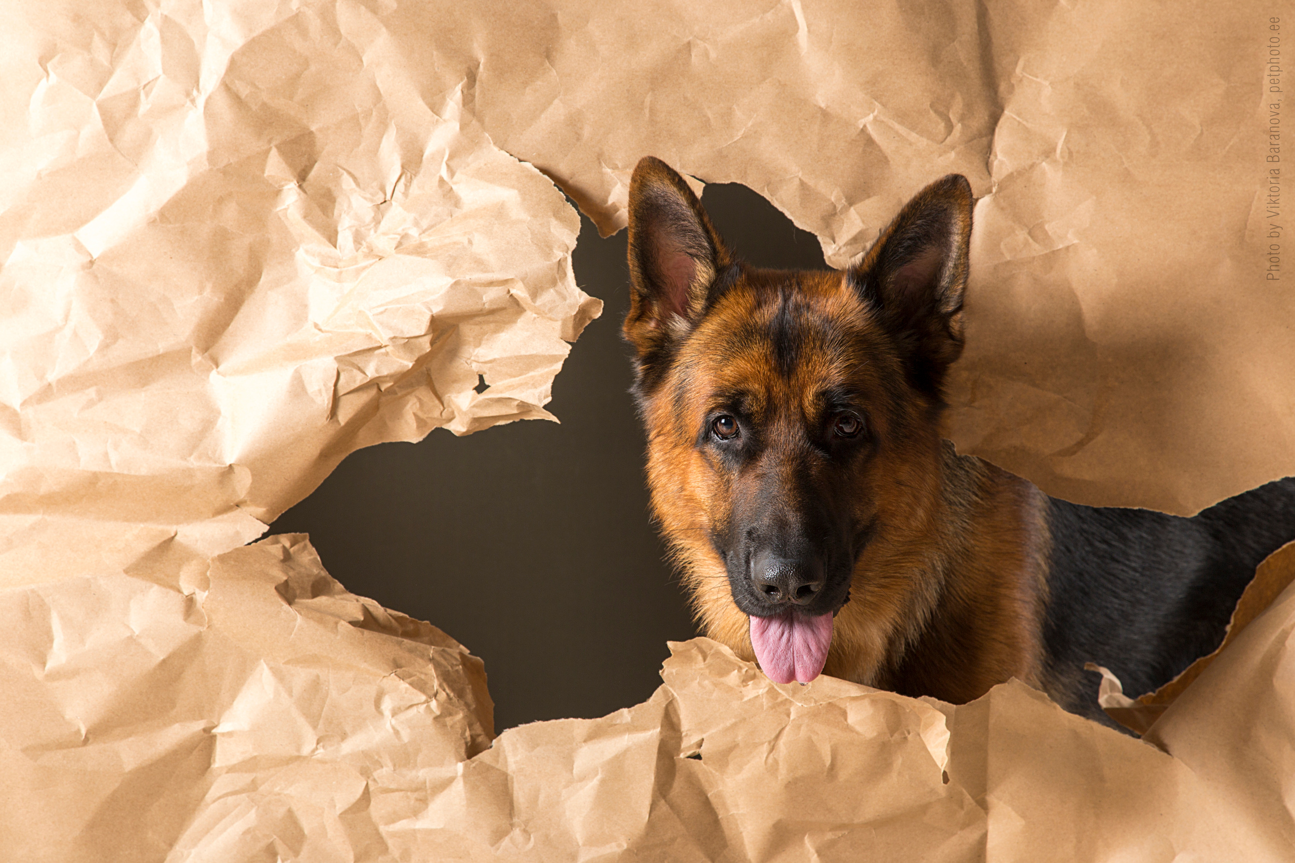 Shepherd dog. Фотограф в Таллине Виктория Баранова |фотосессии и обучение / Photographer Viktoria Baranova