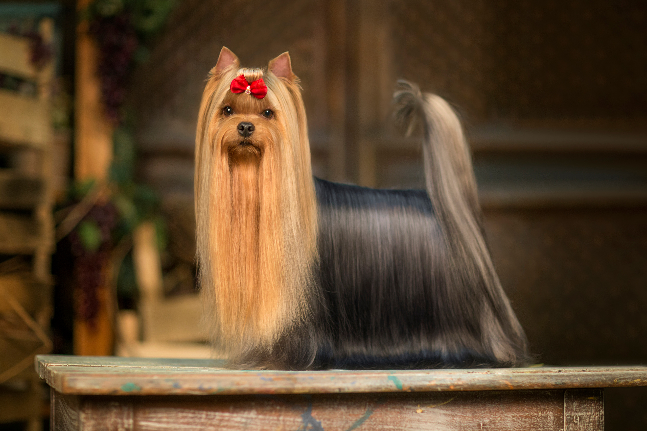 Oskar Yorkshire terrier (11 фото). Фотограф в Таллине Виктория Баранова |фотосессии и обучение / Photographer Viktoria Baranova