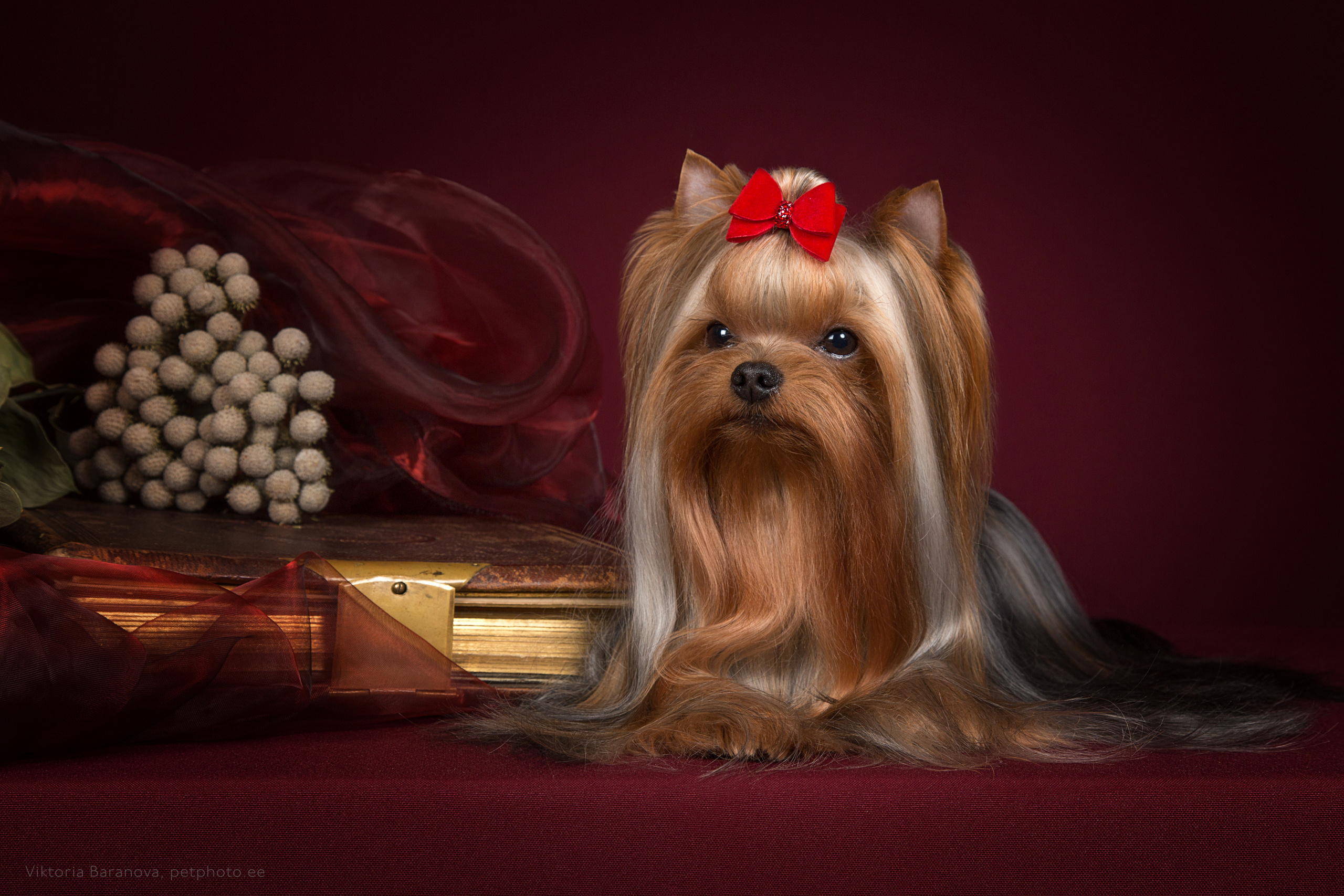 Chin-chin (9 фото). Фотограф в Таллине Виктория Баранова |фотосессии и обучение / Photographer Viktoria Baranova