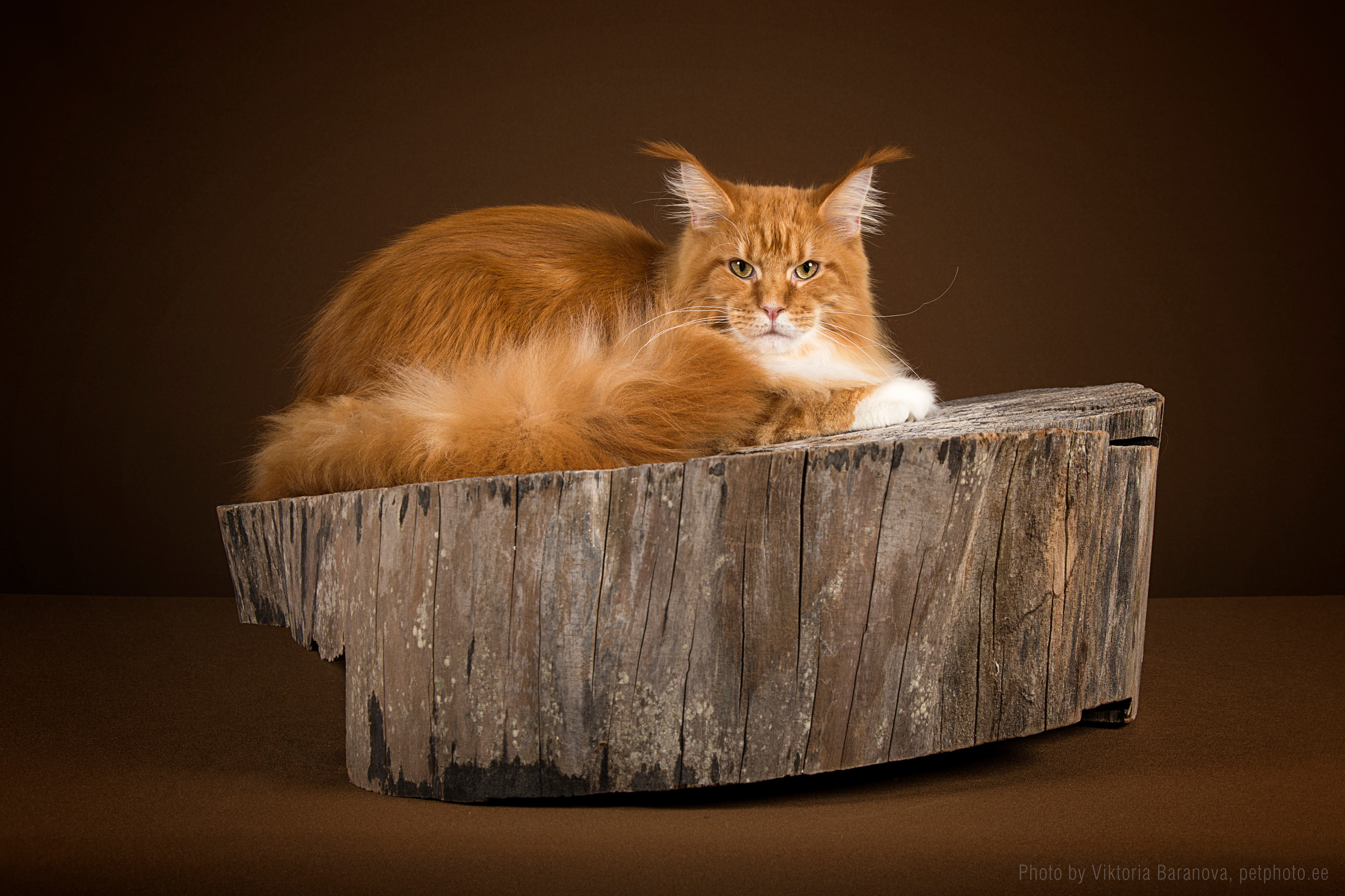 Hercules (10 фото). Фотограф в Таллине Виктория Баранова |фотосессии и обучение / Photographer Viktoria Baranova