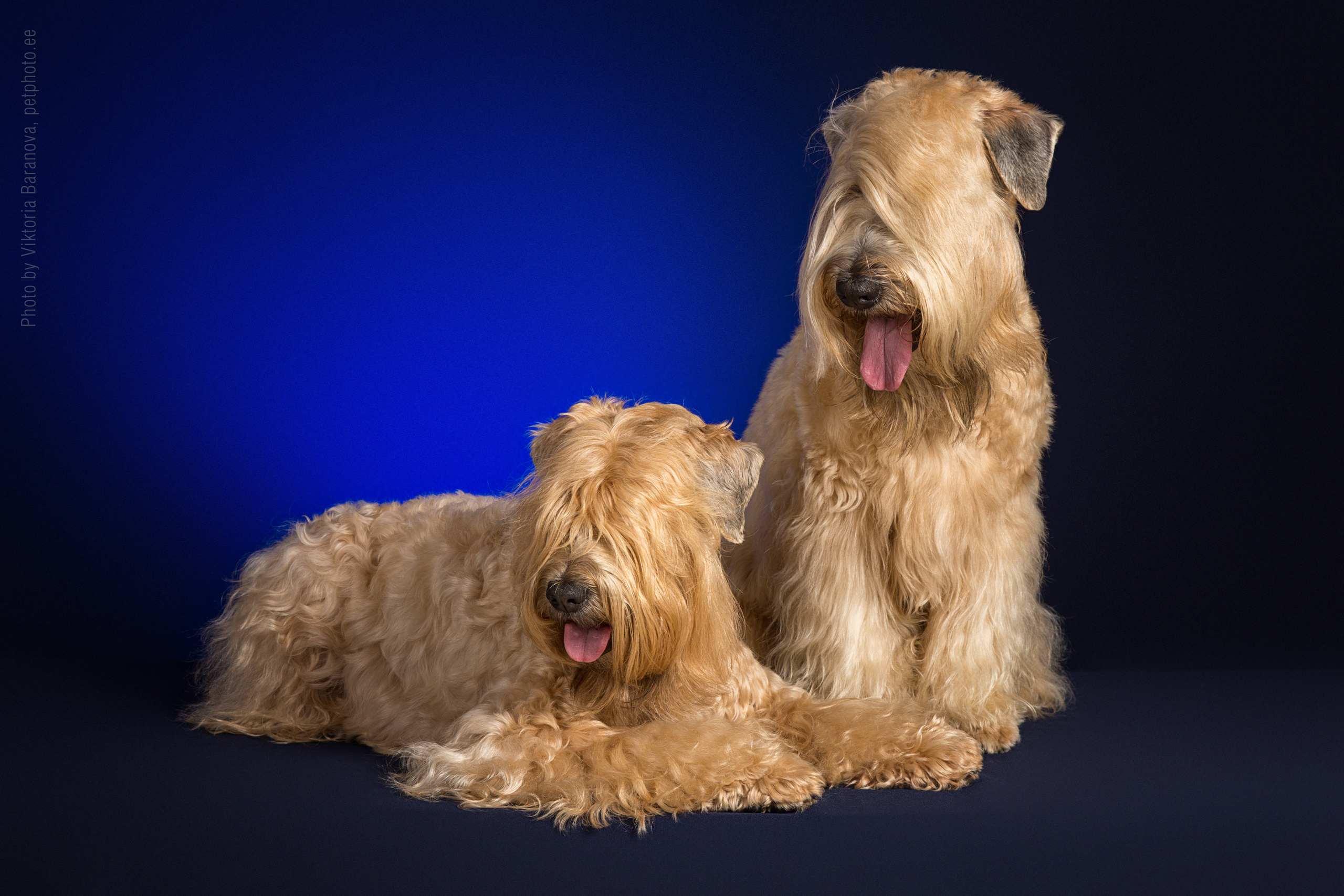 Pshenichniye Terriery (7 фото). Фотограф в Таллине Виктория Баранова |фотосессии и обучение / Photographer Viktoria Baranova