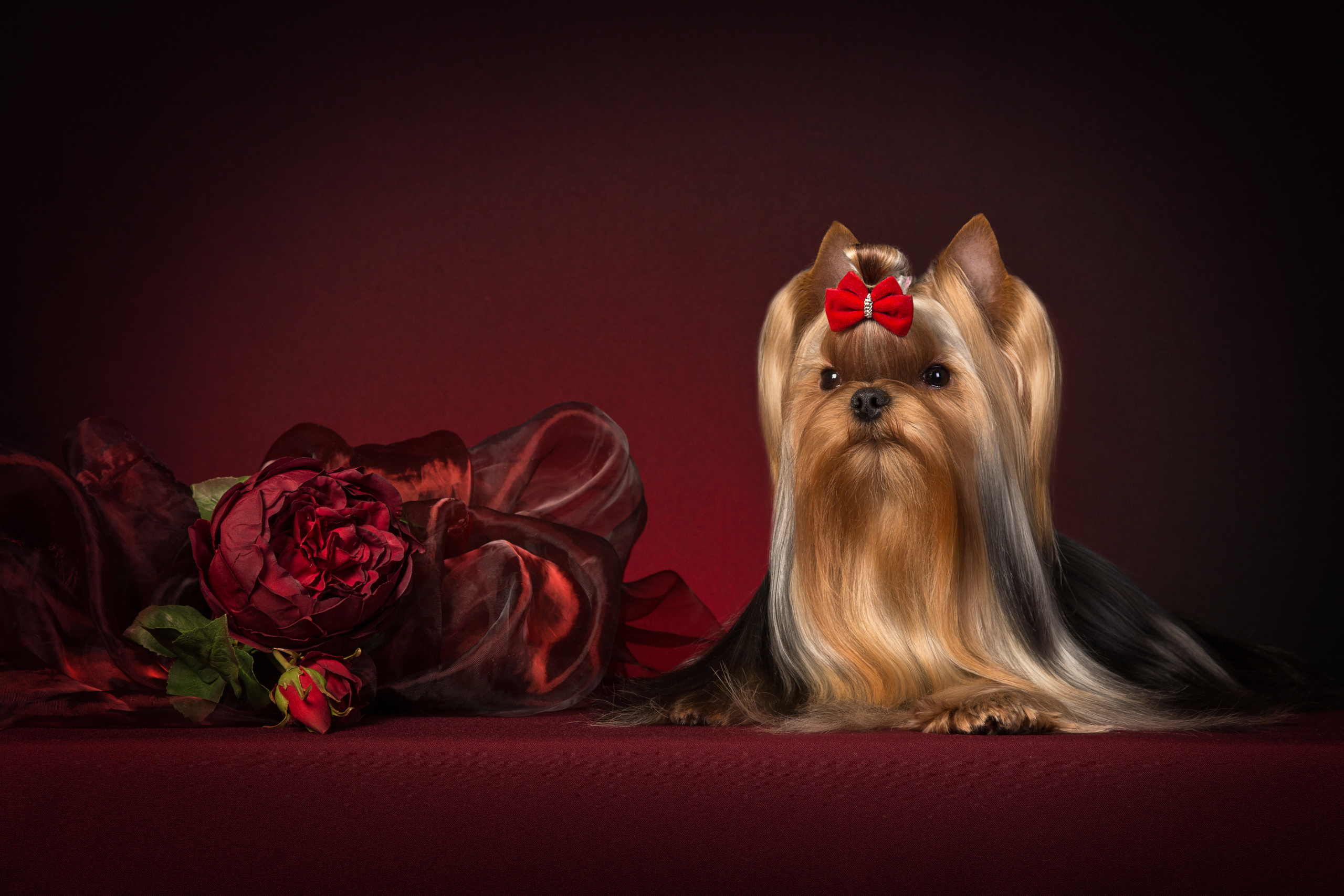 Irina Goifman (14 фото). Фотограф в Таллине Виктория Баранова |фотосессии и обучение / Photographer Viktoria Baranova