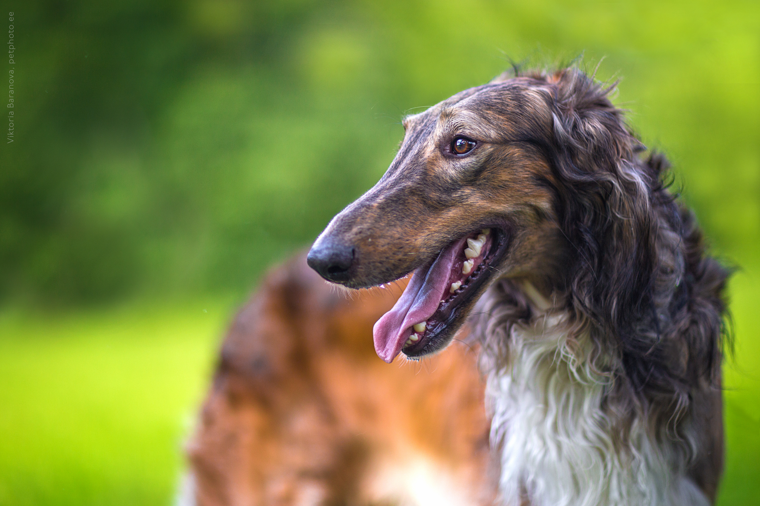 Russkaya Borzaya (5 фото). Фотограф в Таллине Виктория Баранова |фотосессии и обучение / Photographer Viktoria Baranova