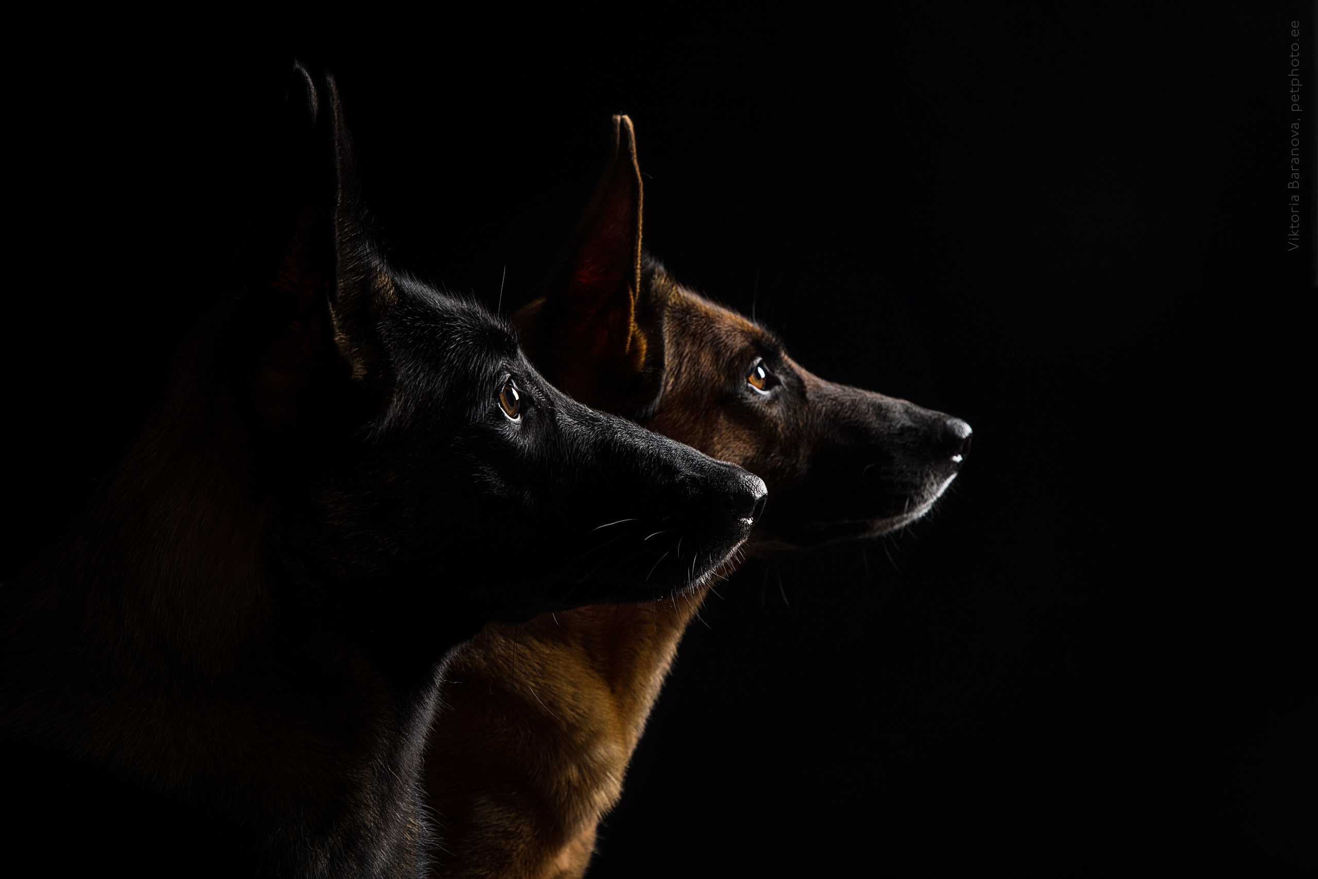 Malinois (9 фото). Фотограф в Таллине Виктория Баранова |фотосессии и обучение / Photographer Viktoria Baranova