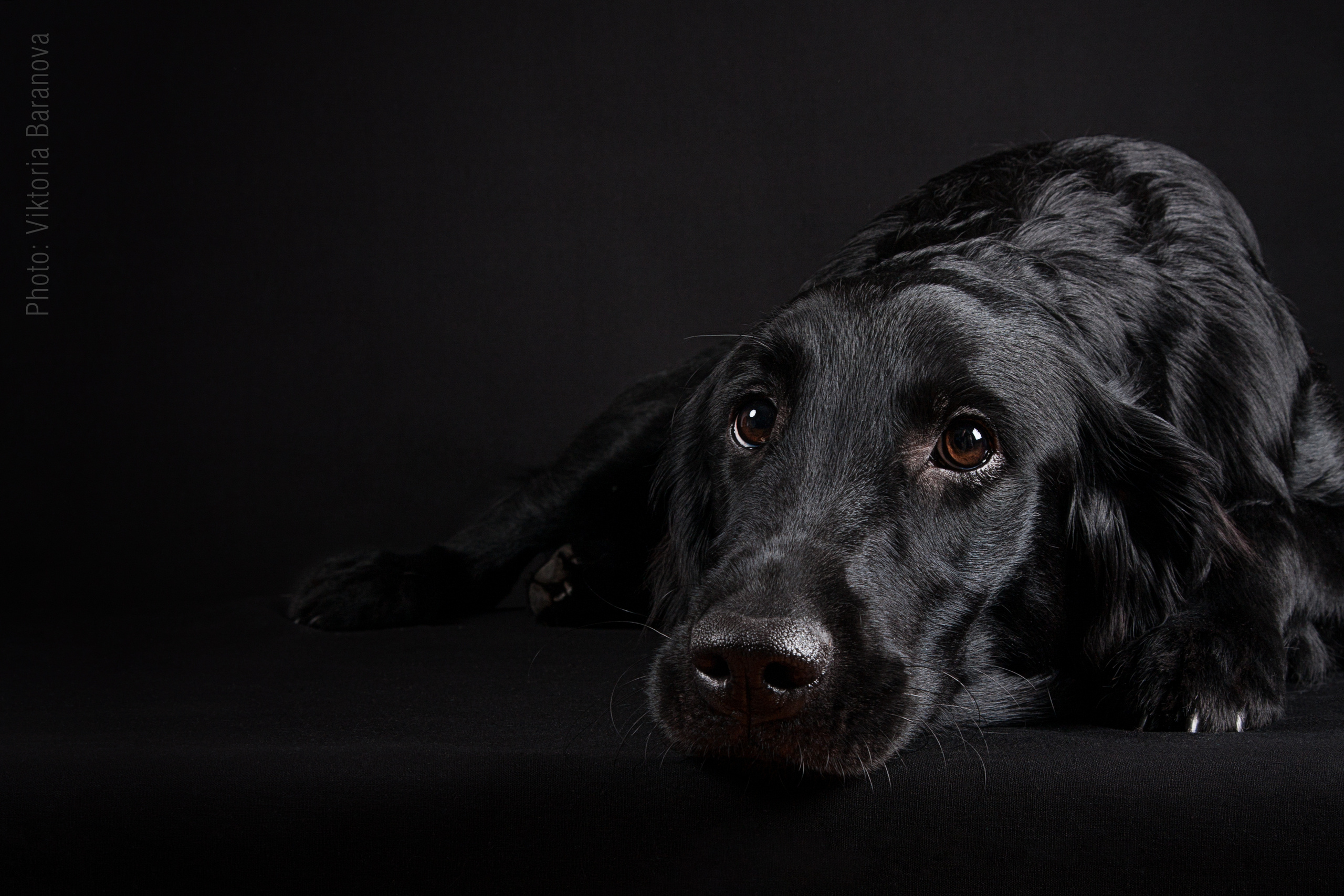 Tory. Фотограф в Таллине Виктория Баранова |фотосессии и обучение / Photographer Viktoria Baranova