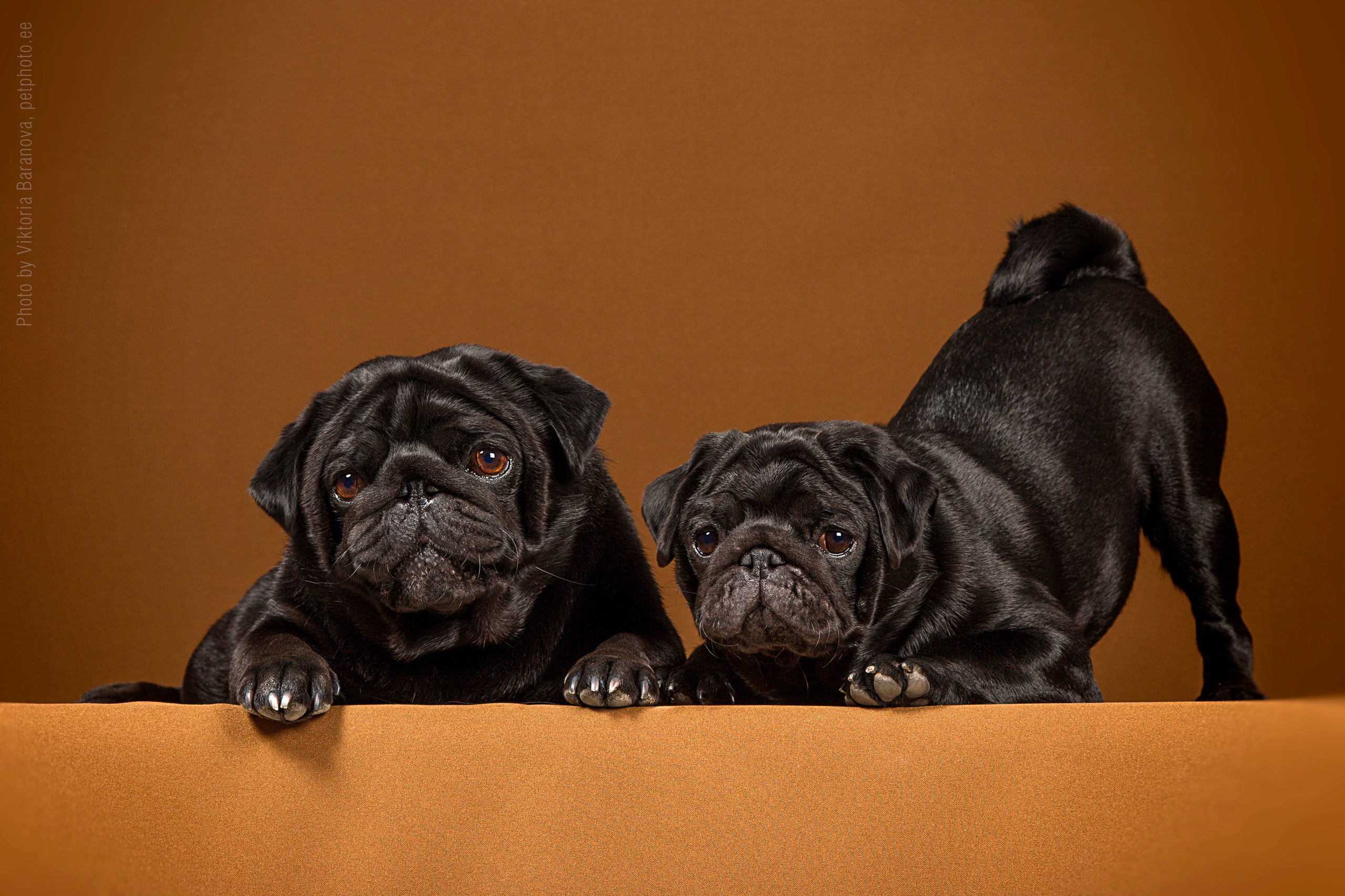 Yulya Kopchik (11 фото). Фотограф в Таллине Виктория Баранова |фотосессии и обучение / Photographer Viktoria Baranova