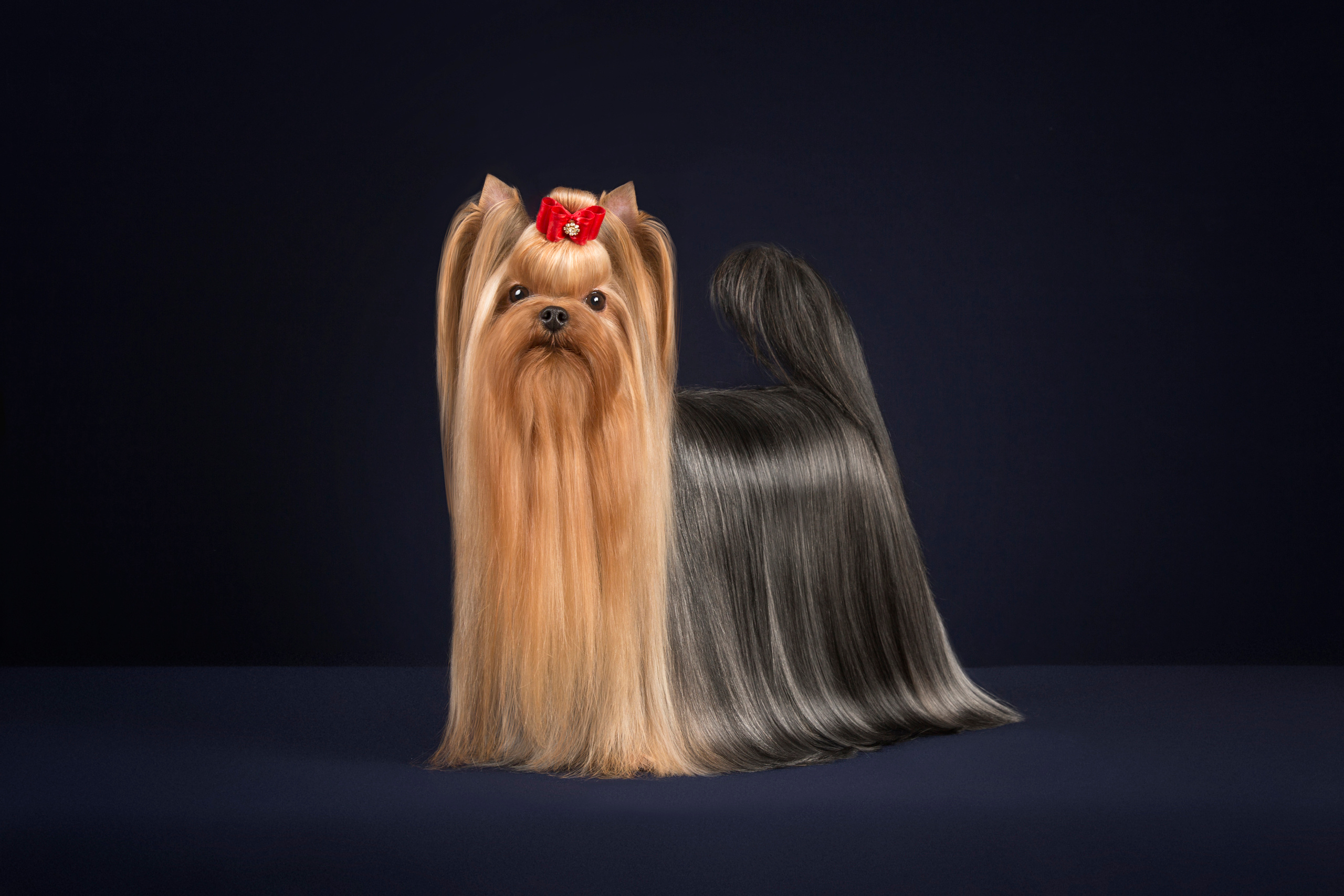 Kaya. Фотограф в Таллине Виктория Баранова |фотосессии и обучение / Photographer Viktoria Baranova