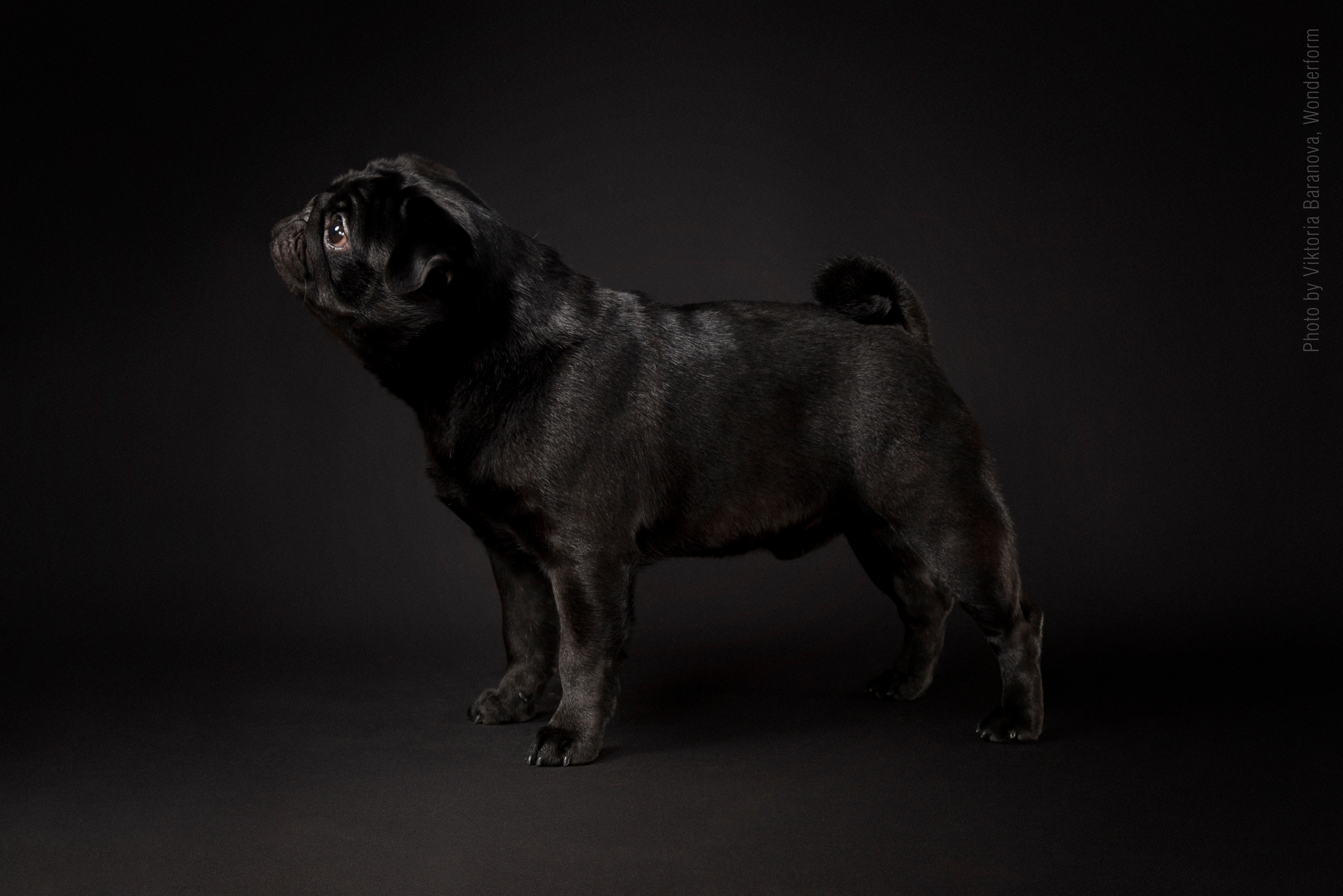 Kristina. Фотограф в Таллине Виктория Баранова |фотосессии и обучение / Photographer Viktoria Baranova