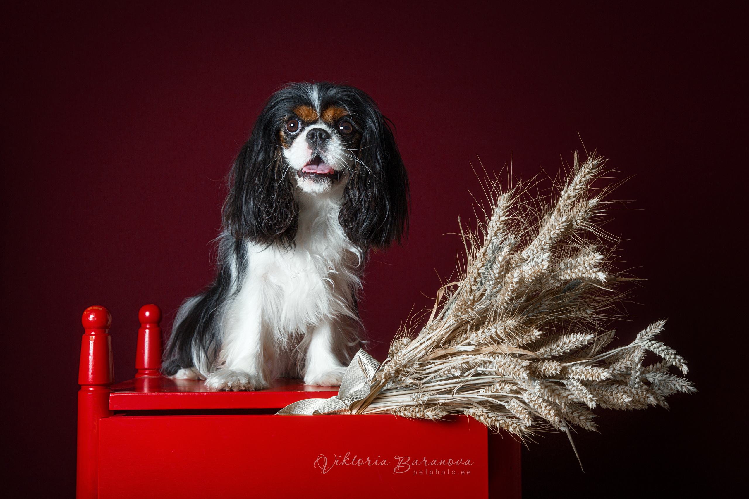 Egor (7 фото). Фотограф в Таллине Виктория Баранова |фотосессии и обучение / Photographer Viktoria Baranova