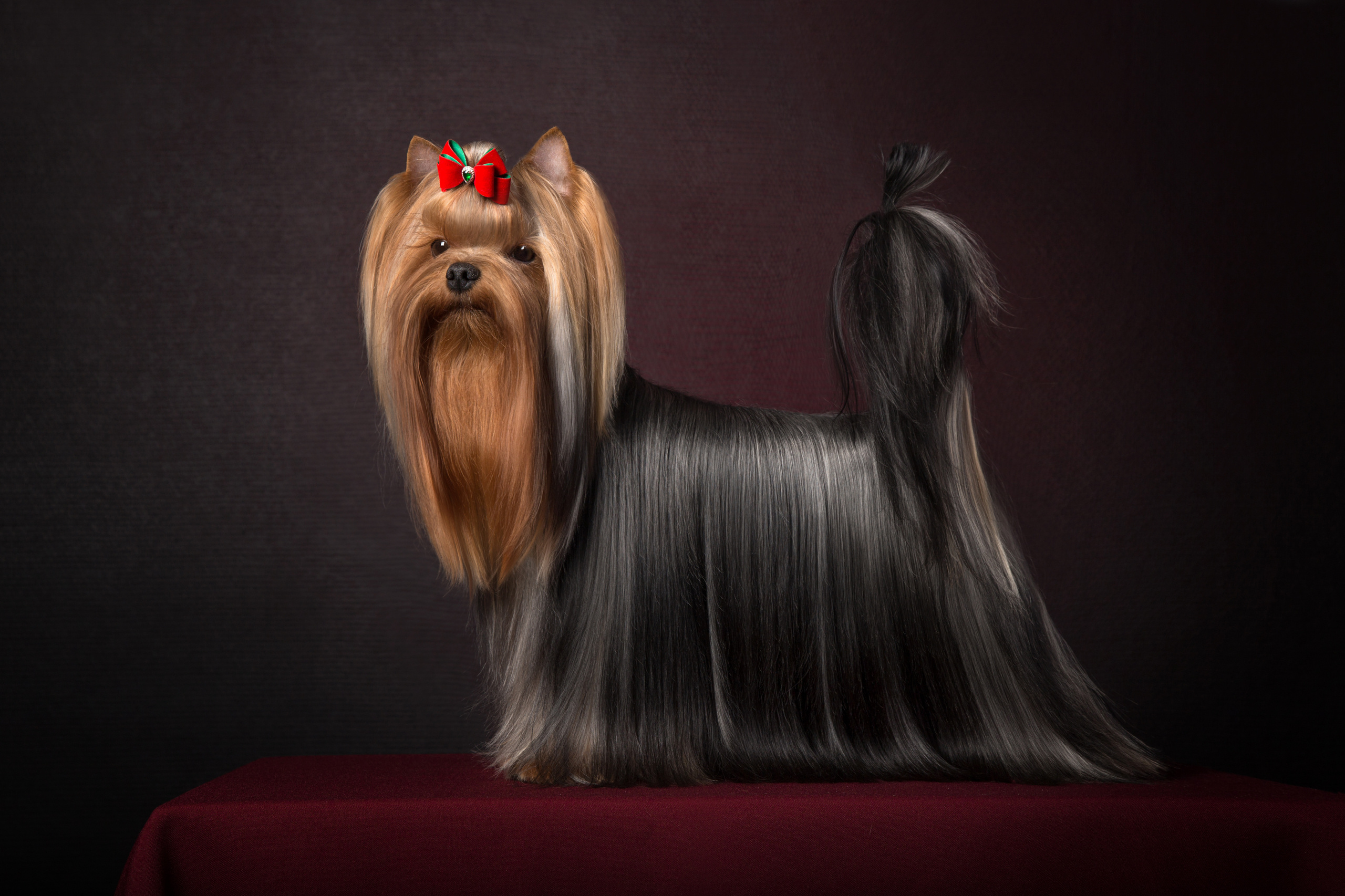 Pont — Yulya Osipova (9 фото). Фотограф в Таллине Виктория Баранова |фотосессии и обучение / Photographer Viktoria Baranova