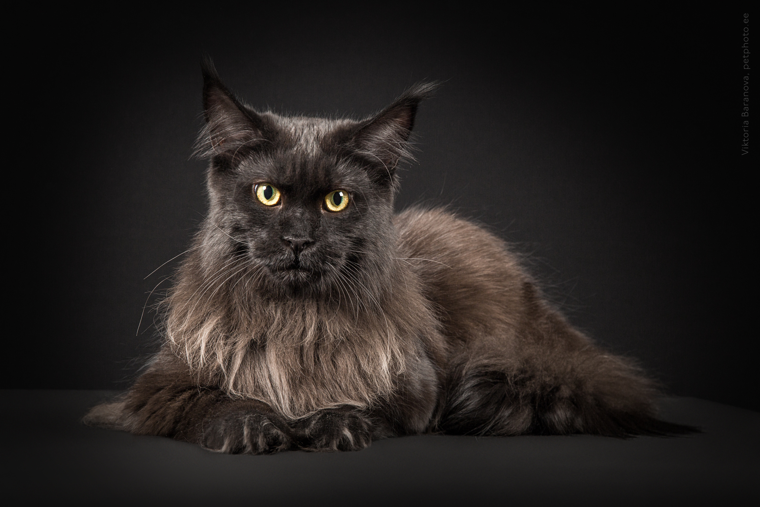Maine Coon (8 фото). Фотограф в Таллине Виктория Баранова |фотосессии и обучение / Photographer Viktoria Baranova