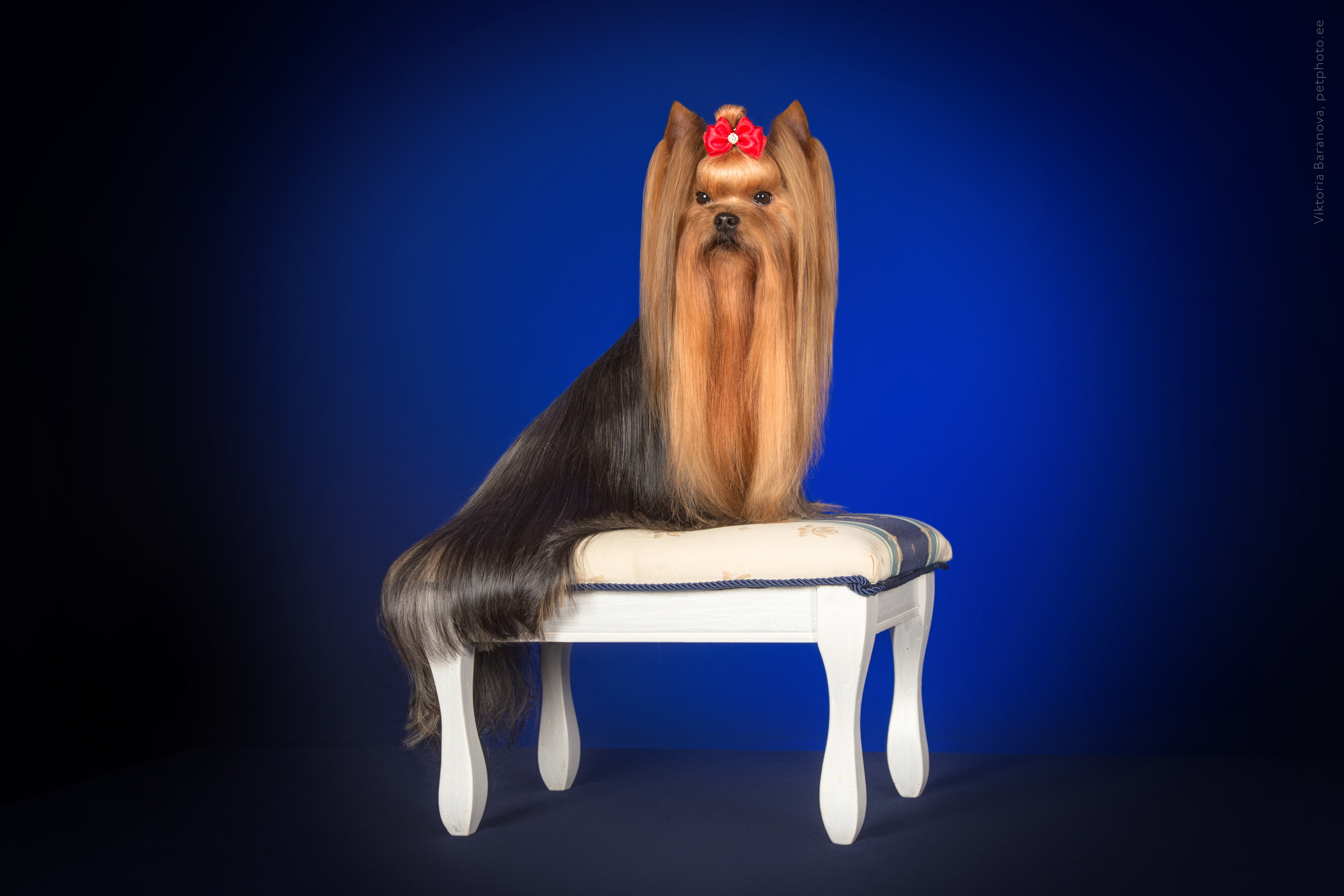 Natasha Aituganova (6 фото). Фотограф в Таллине Виктория Баранова |фотосессии и обучение / Photographer Viktoria Baranova