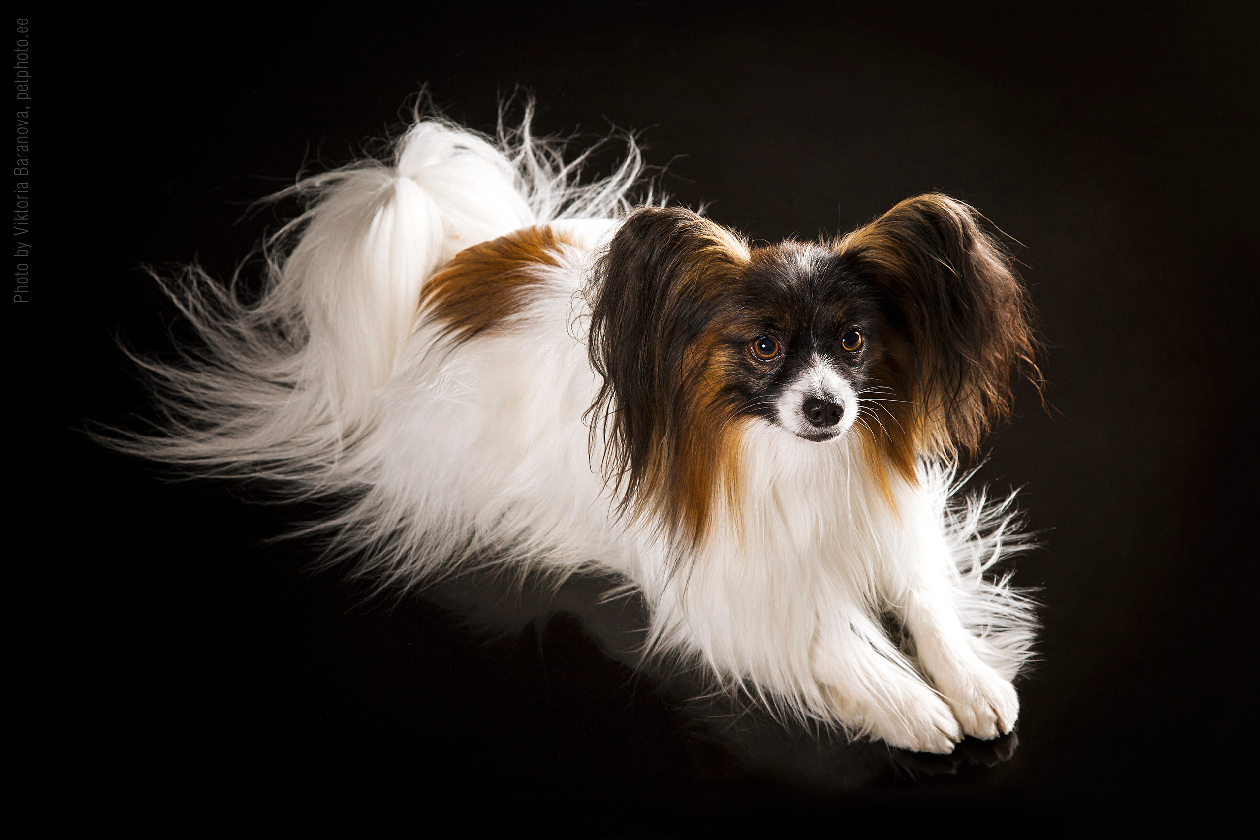 Domin. Фотограф в Таллине Виктория Баранова |фотосессии и обучение / Photographer Viktoria Baranova