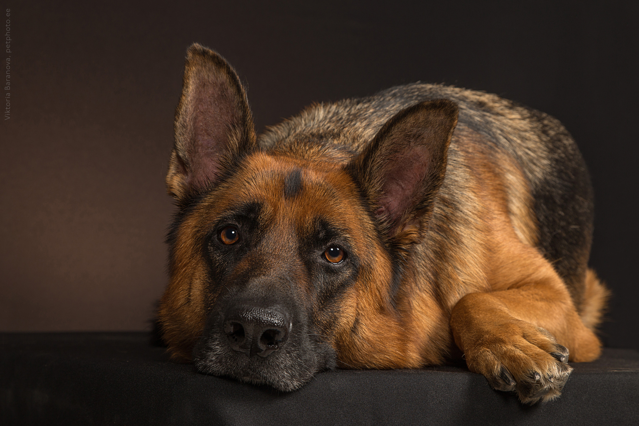 Rony (5 фото). Фотограф в Таллине Виктория Баранова |фотосессии и обучение / Photographer Viktoria Baranova