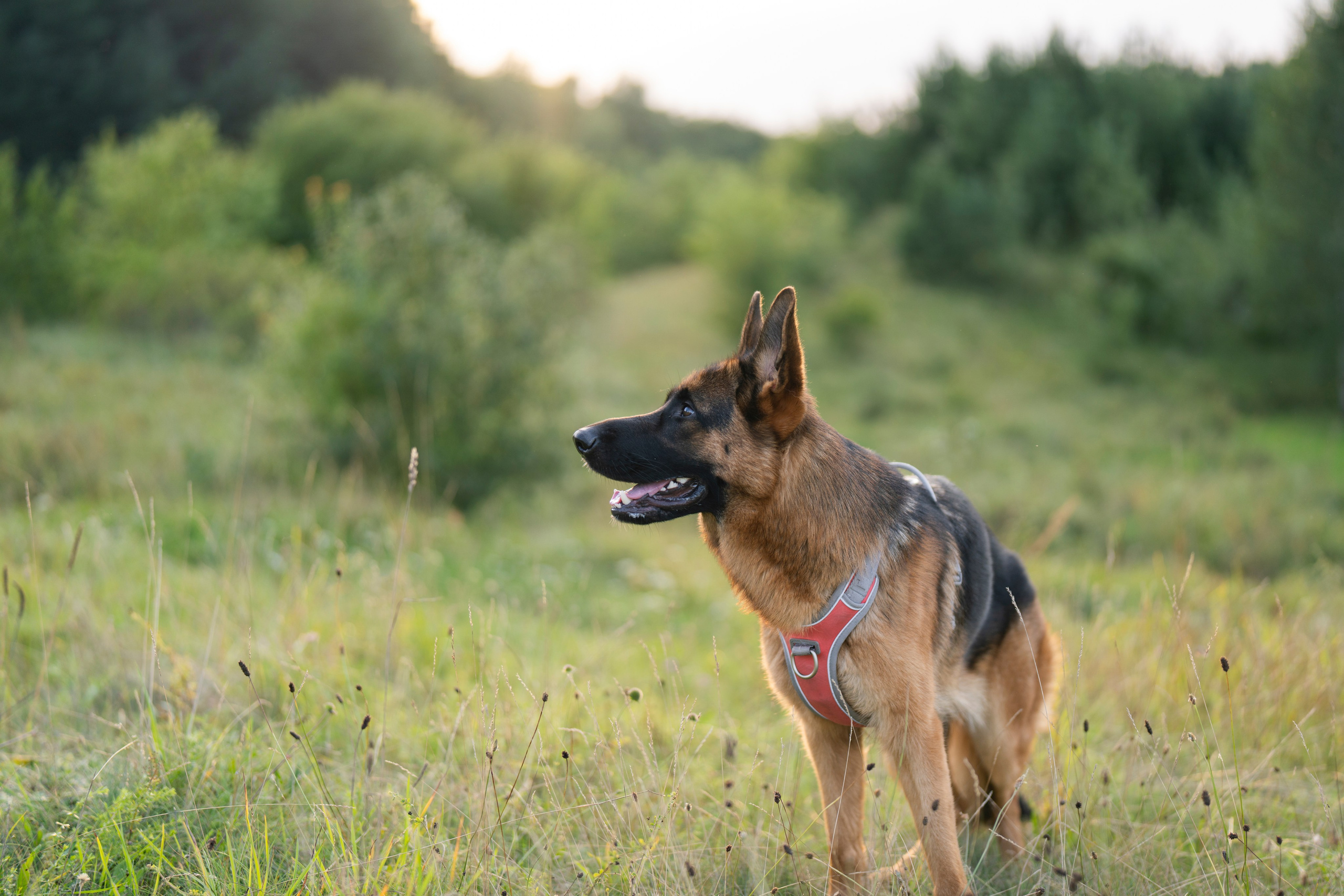 Šuns fotosesija gamtoje, šuns portretas, šunų fotografija