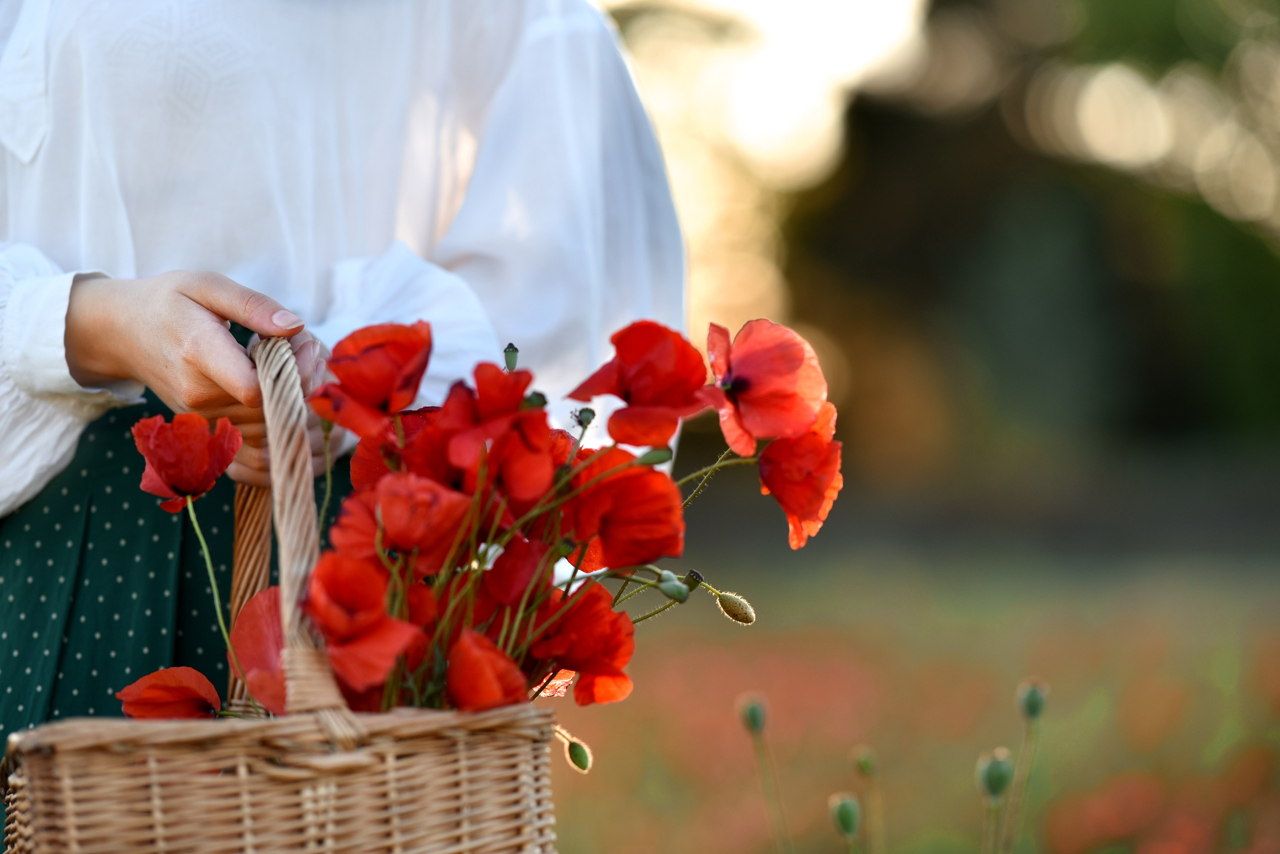 Séance photo dans un champ de coquelicots BEZIERS. Photographe Professionnel à Béziers et Montpellier – Mariages, Portraits et Vidéos Aériennes