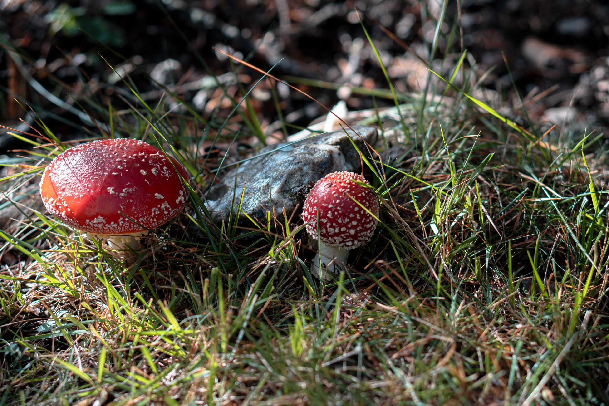 Bocetos. Alba del Norte Studio
