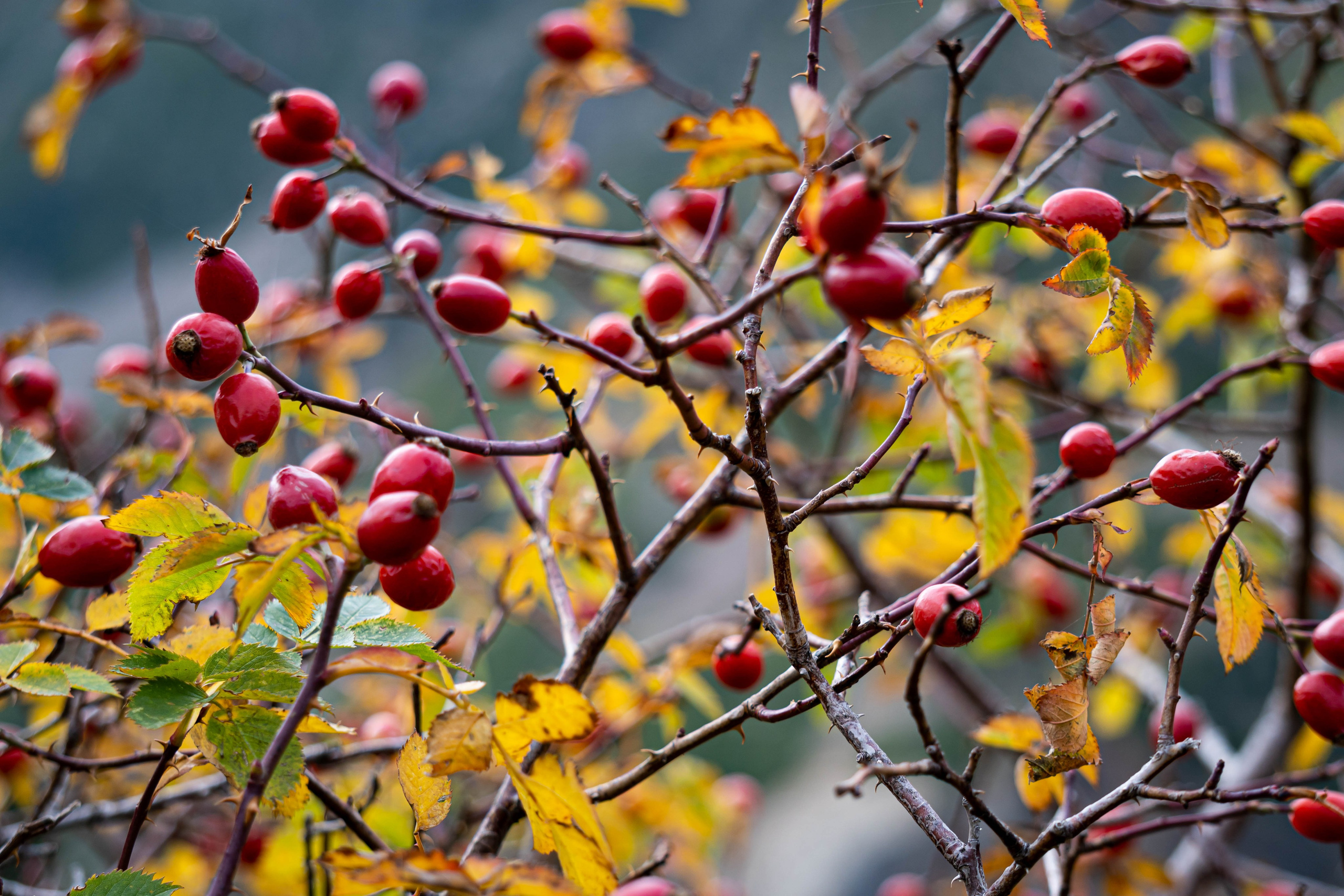 Vall Fosca en otoño. Alba del Norte Studio