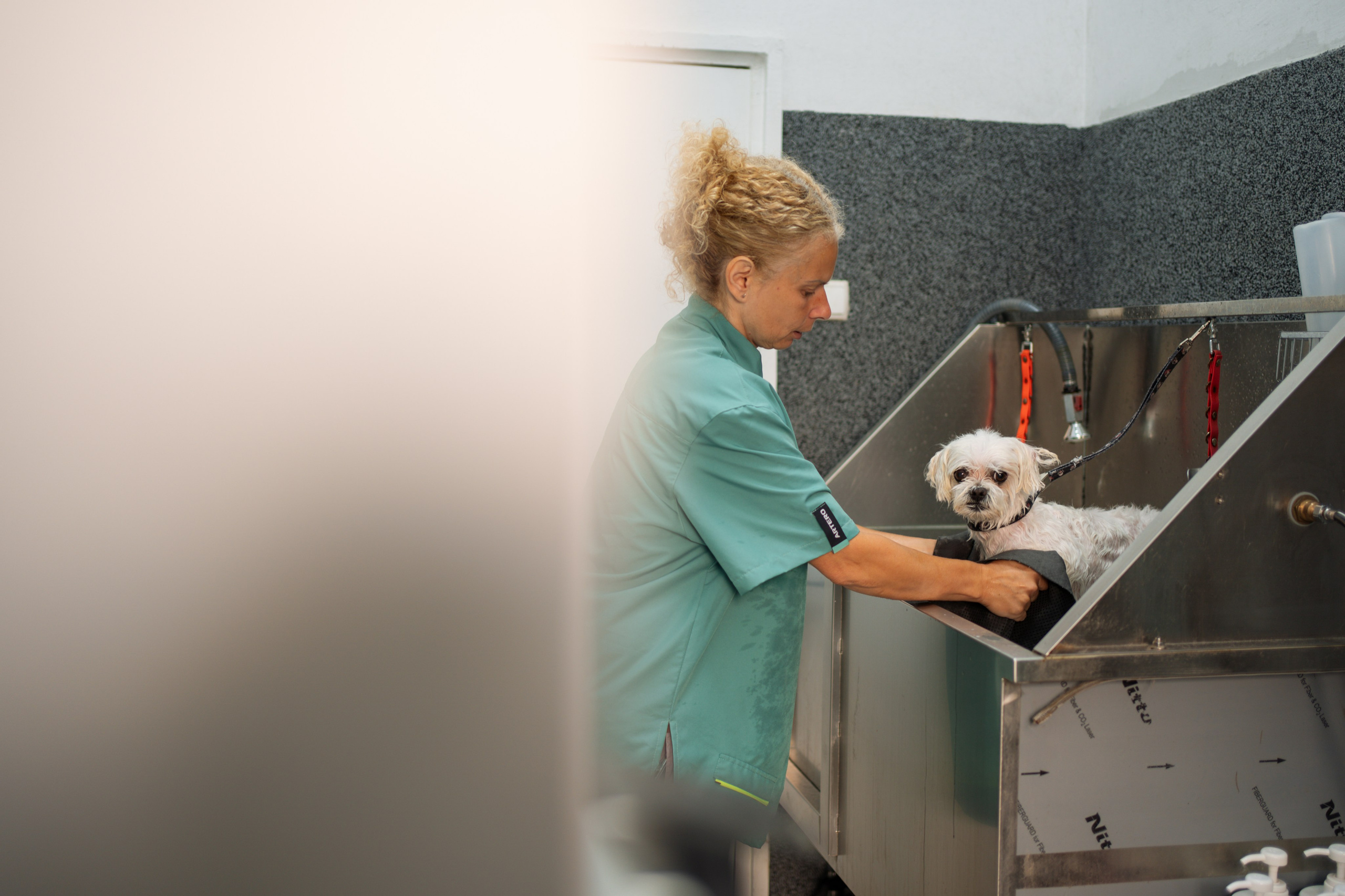 PetGroom Timisoara. Cozac Cristian Photographer