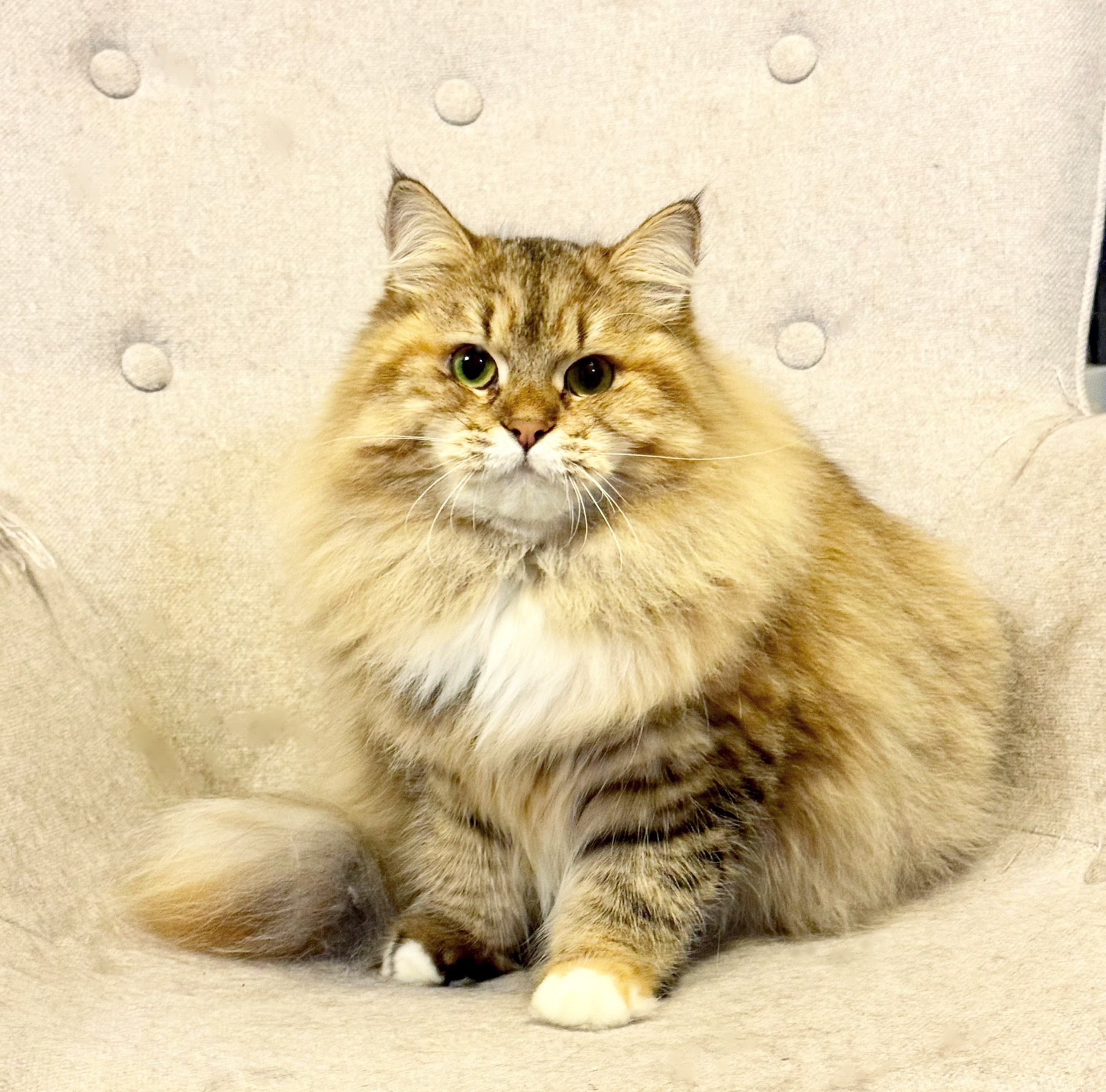 Rachel comes from a famous cattery in the Netherlands. I think the breeder and I have a similar breeding philosophy, and we sometimes share our thoughts on it.