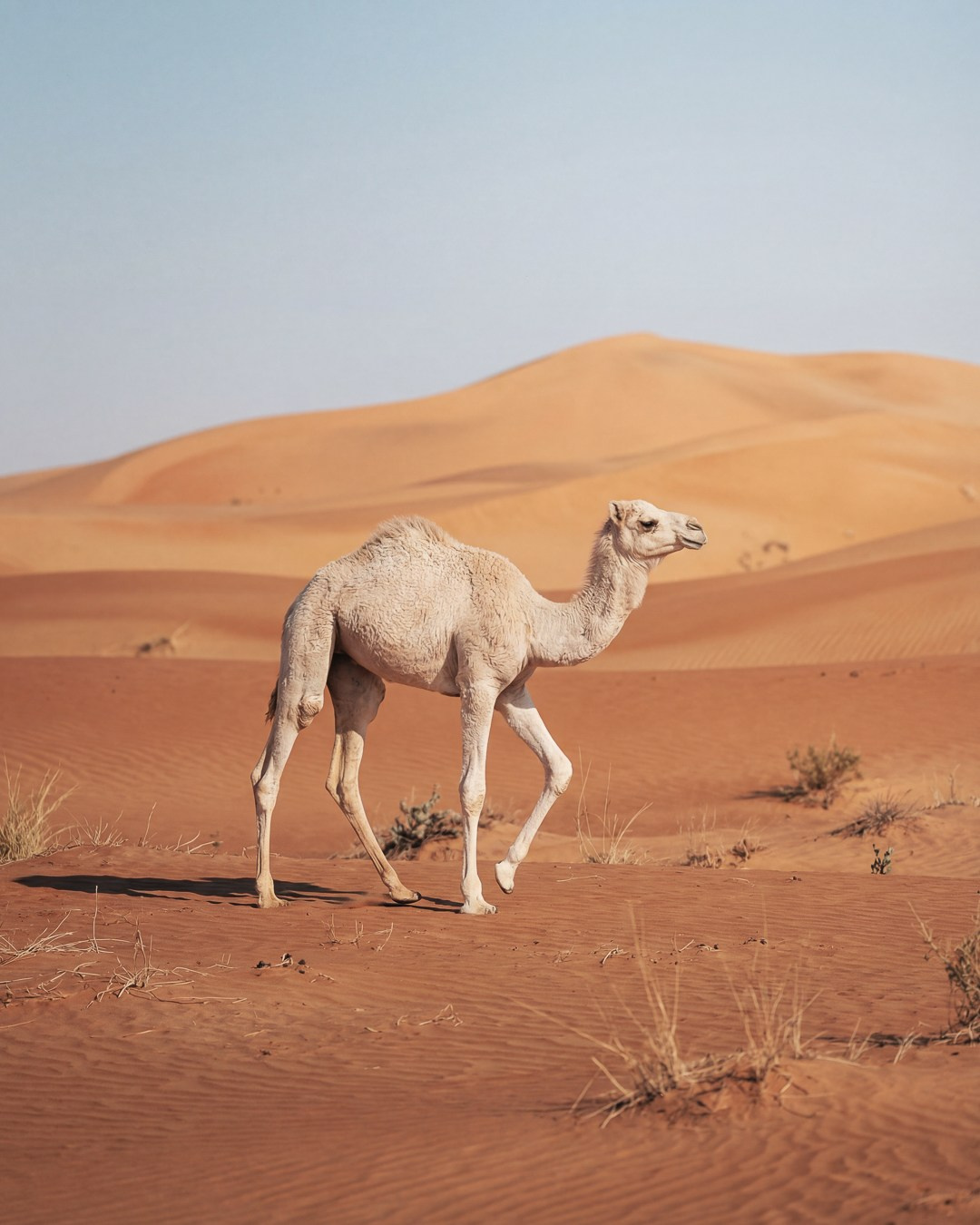 Film Grain Co. Volume 1