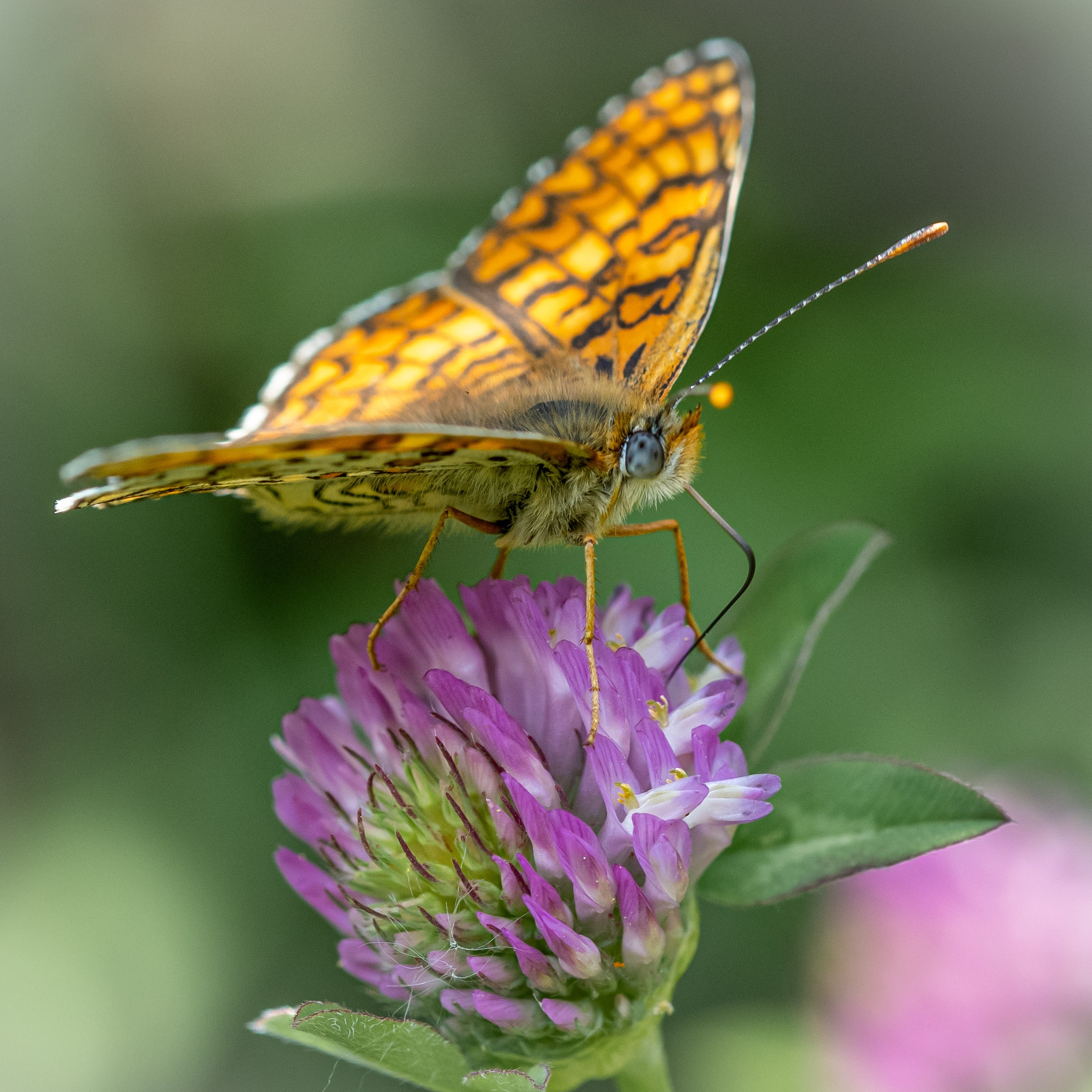 Farfalle. “Gianmaria Coscia fotografo per passione”