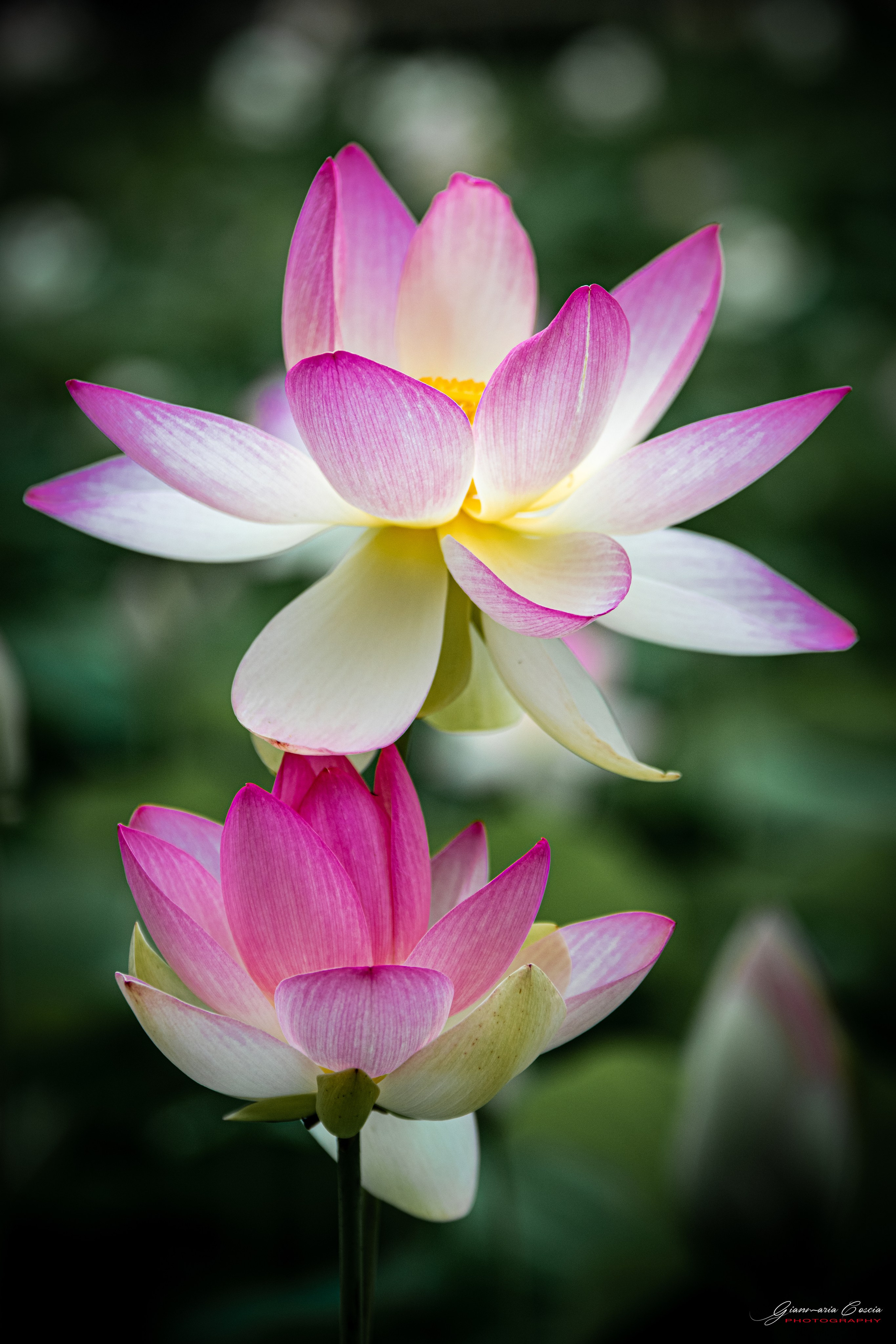 Fiori. “Gianmaria Coscia fotografo per passione”