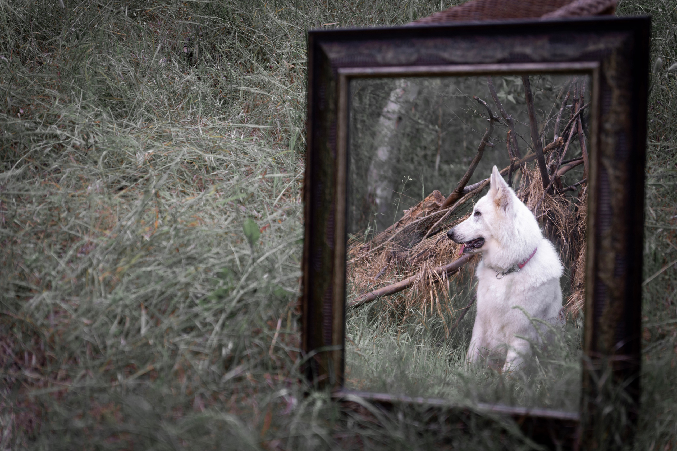 Шельга и Шегги. Главное меню