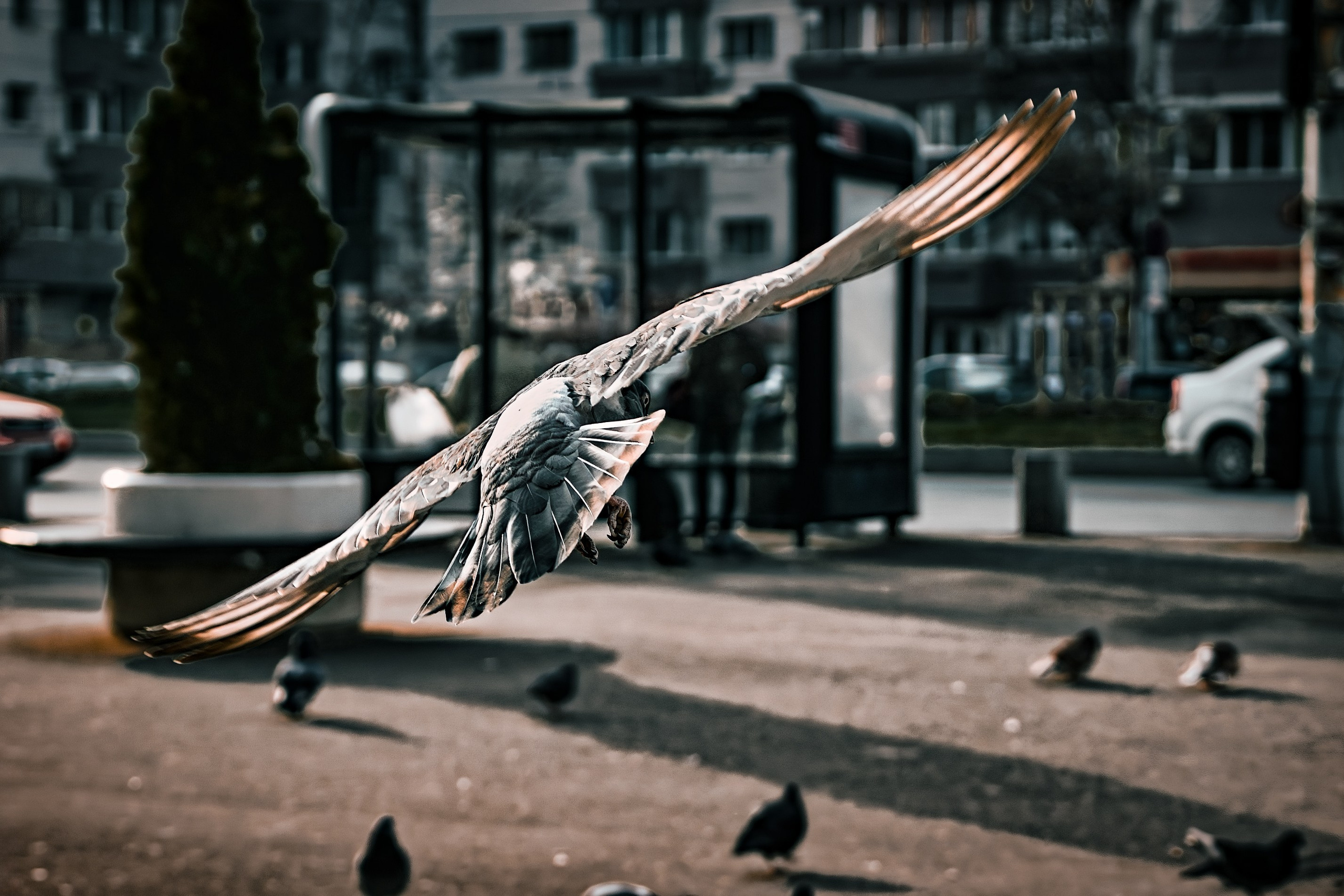 Portret bebeluș la botez realizat de Mitroi Iulian