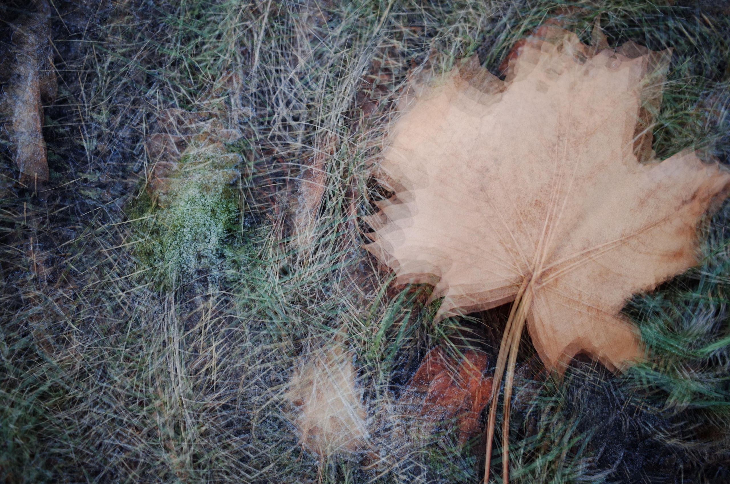 Demeter Dreams. Victoria Dini. Art photography in London / Folkestone, UK