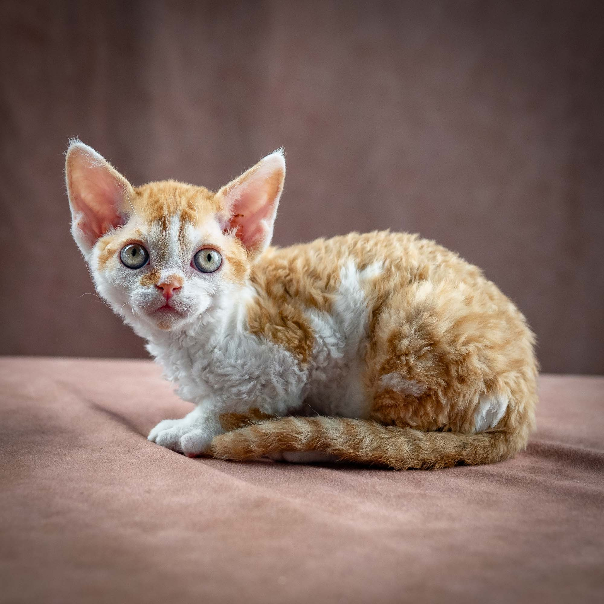 Gary,  boy, born on 01.18.25. Devon Rex Pixie Cattery