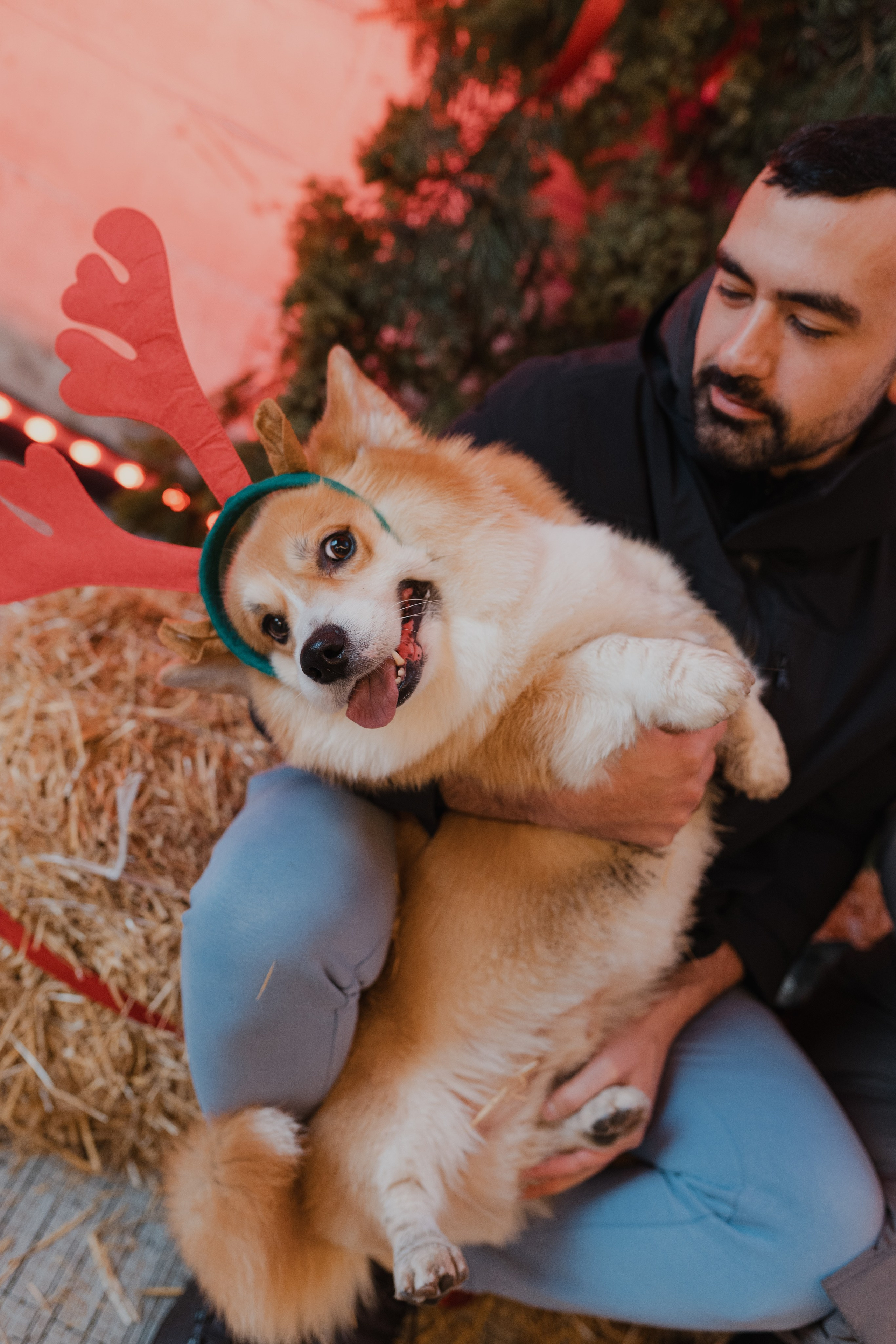 Corgi fest. Event Photography