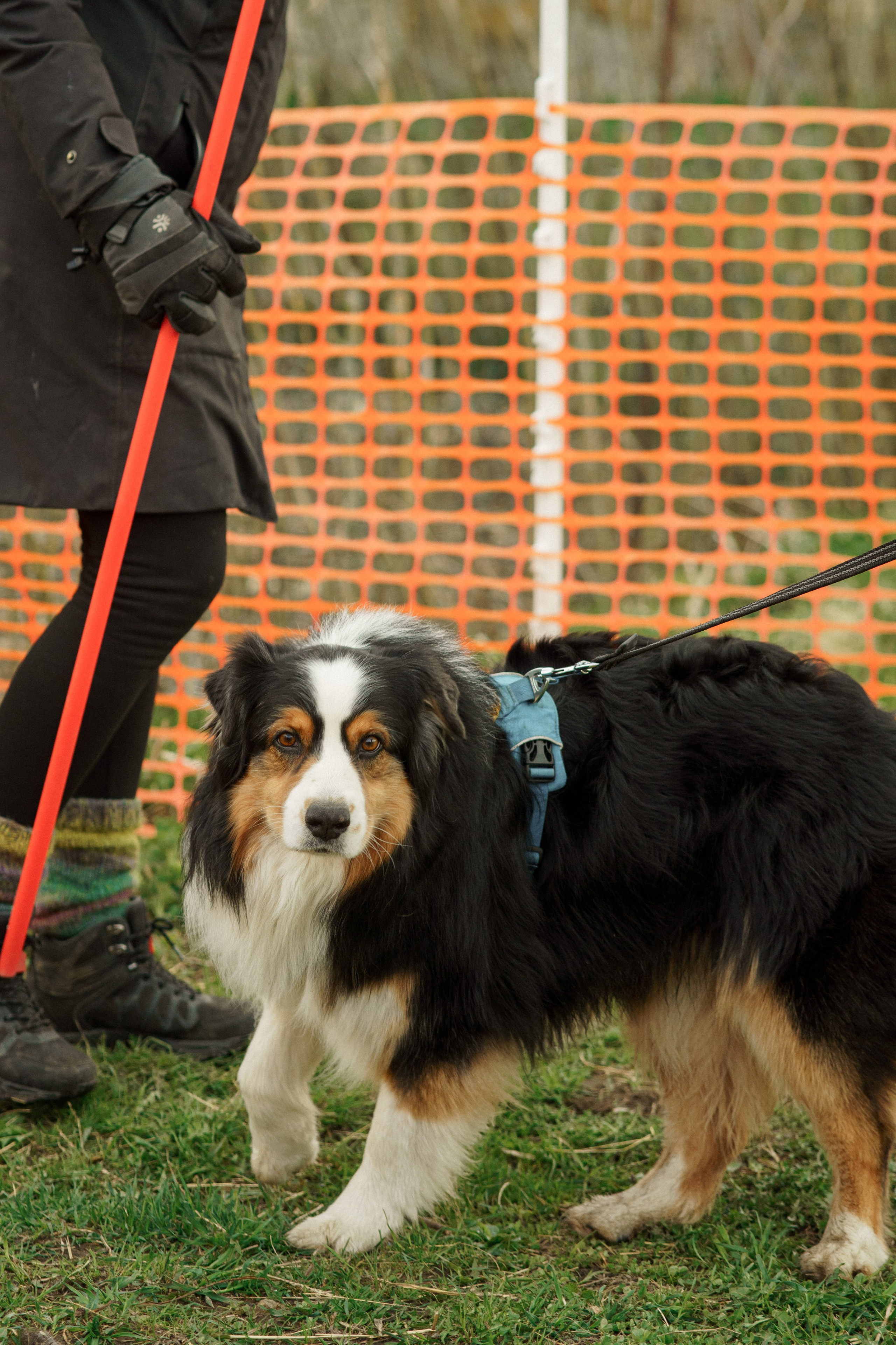 Herding Days, 26 apr. 2025. Kat Laisaar — Pet photographer in Tallinn