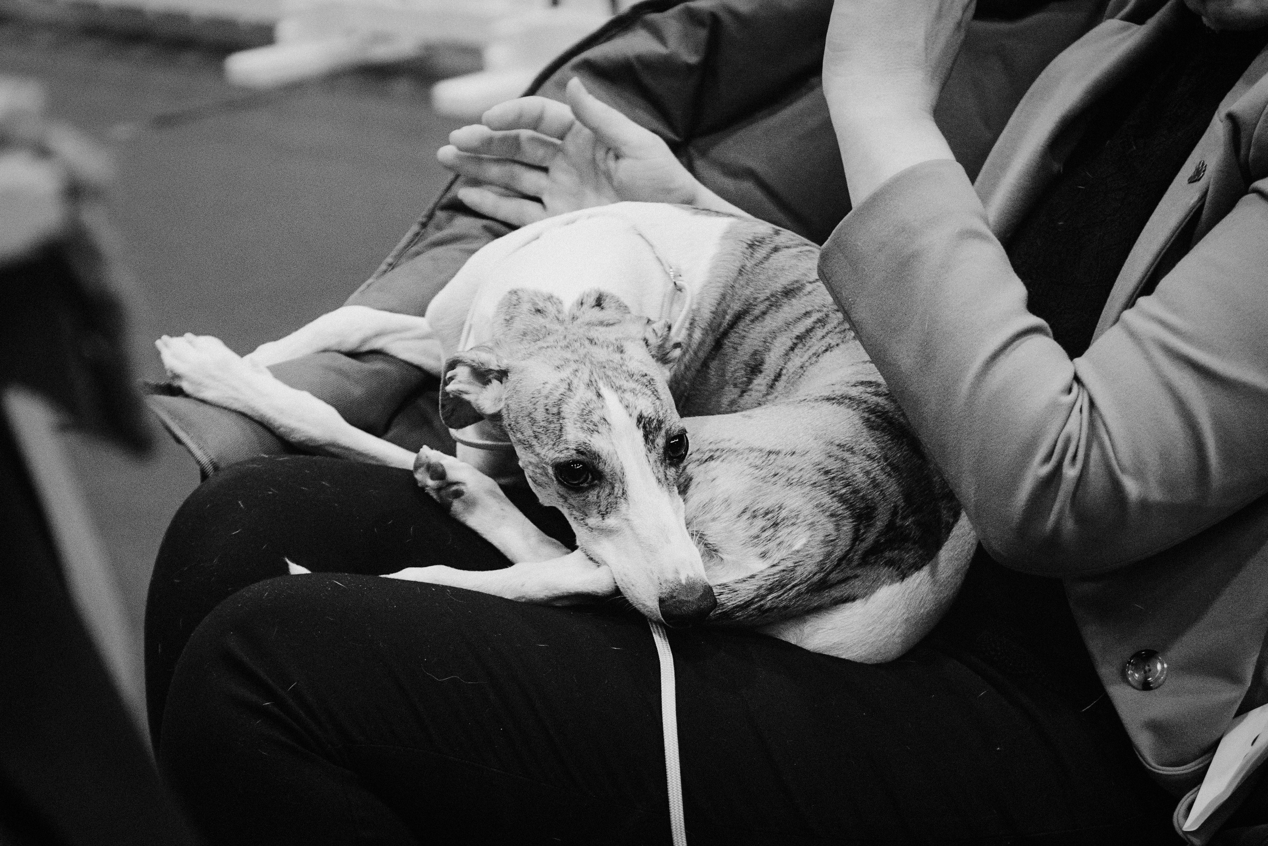 Pärnu dog weekend photo report. Kat Laisaar — Pet photographer in Tallinn