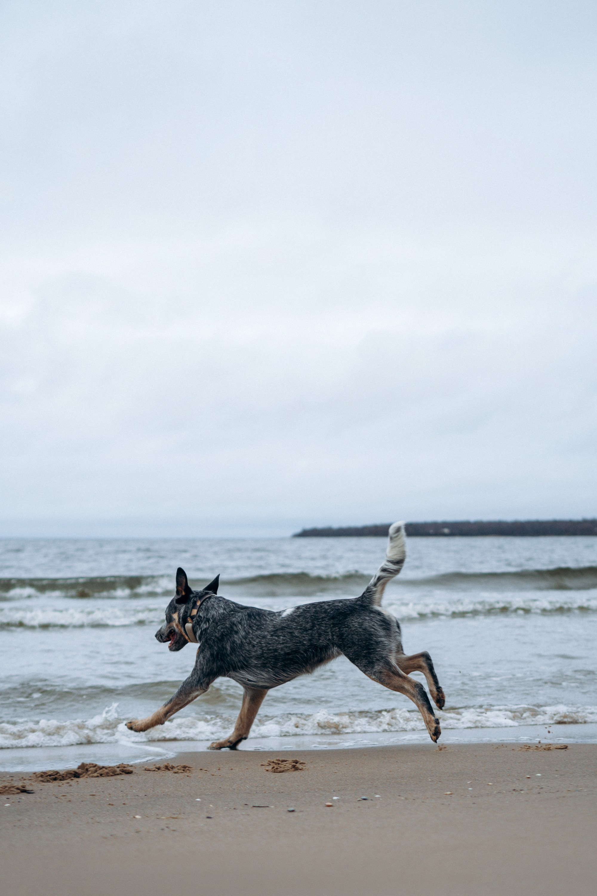 Polina and her Dakota, Australian Cattle Dog. Kat Laisaar — Pet photographer in Tallinn