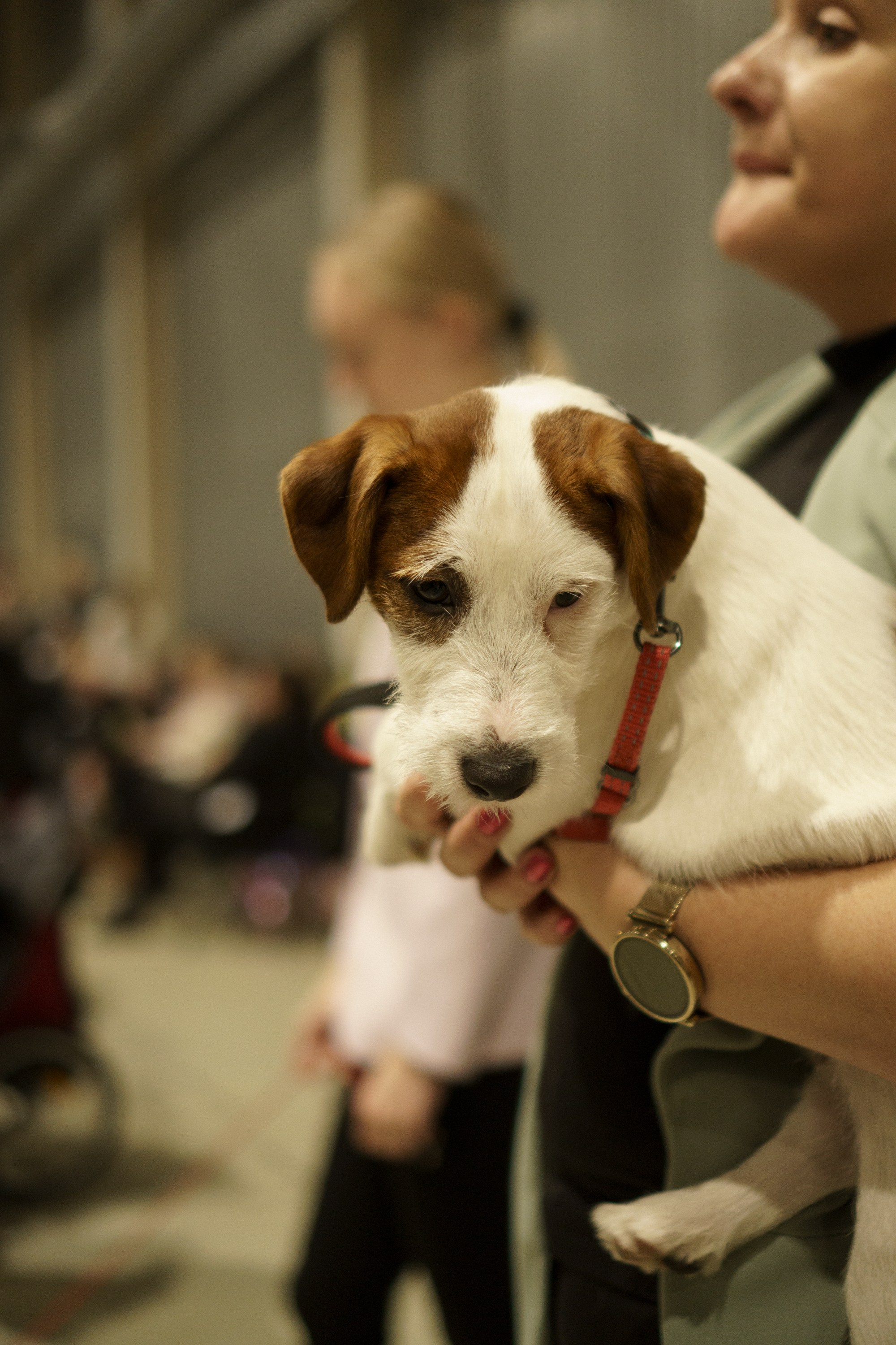 Tartu International Dog Show. Kat Laisaar — Pet photographer in Tallinn